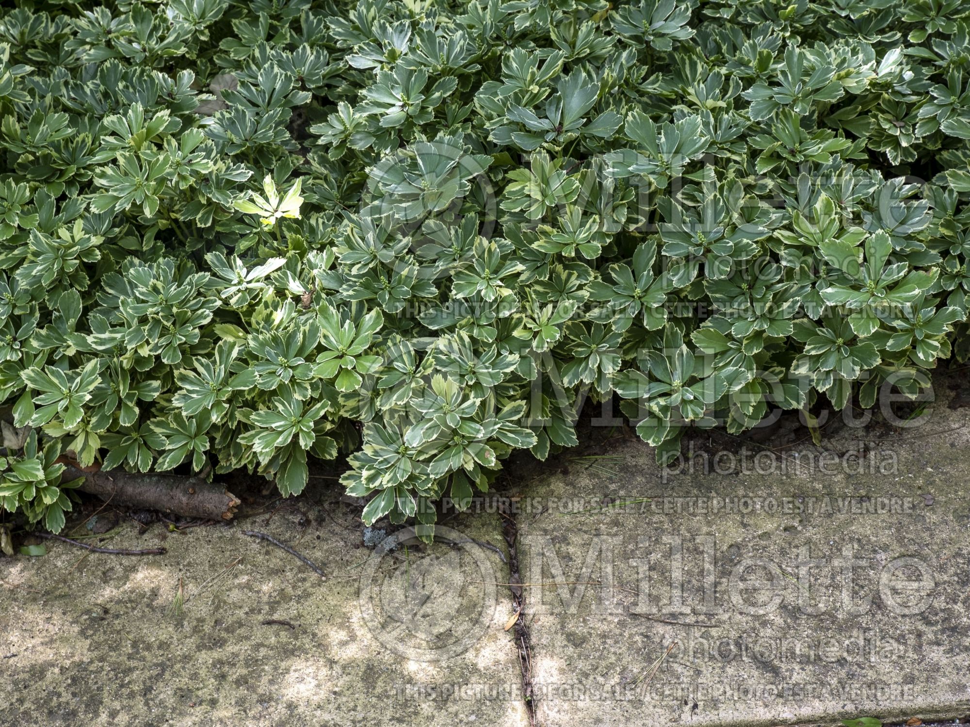 Pachysandra Variegata (Spurge) 2