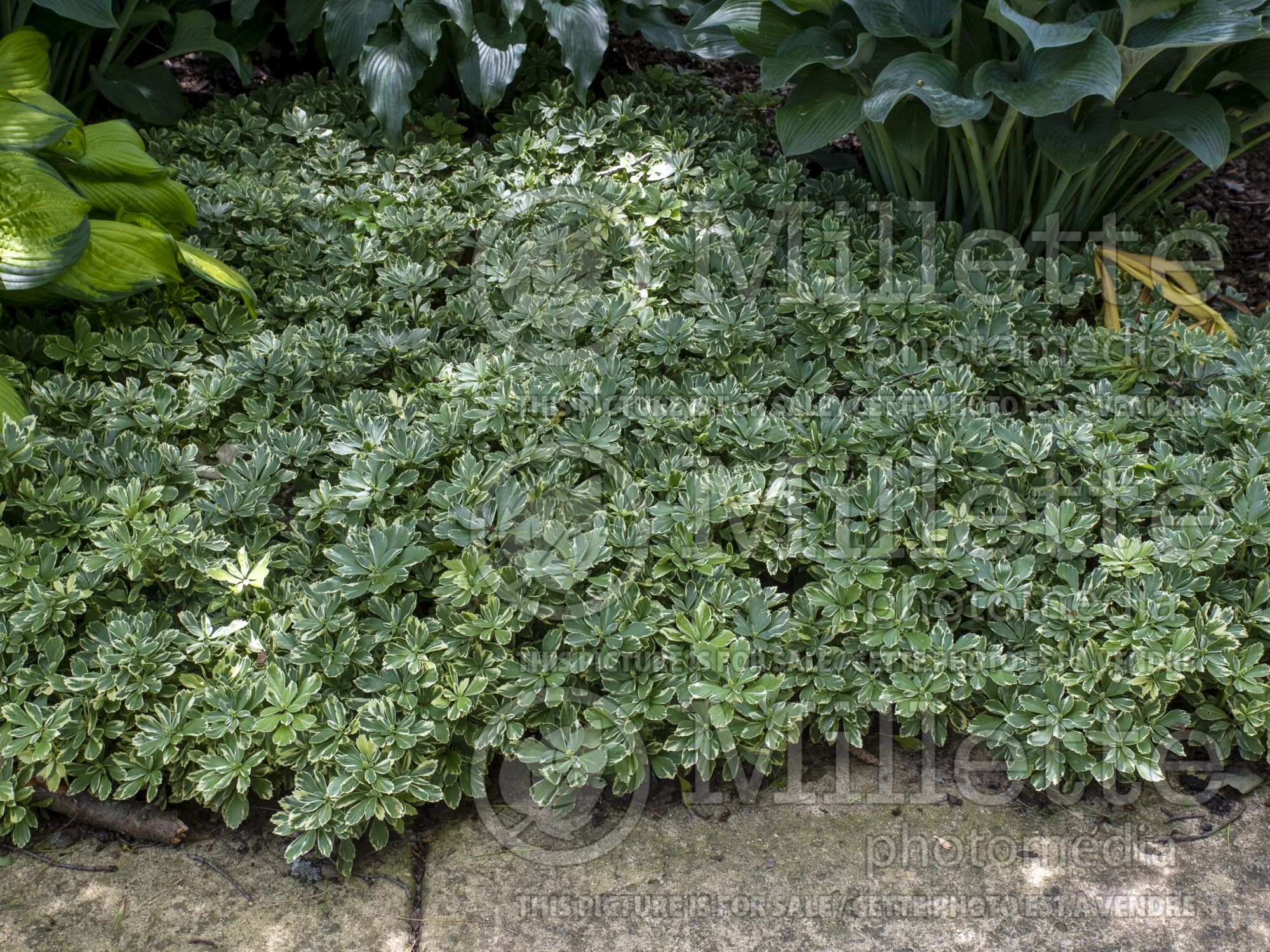 Pachysandra Variegata (Spurge) 4