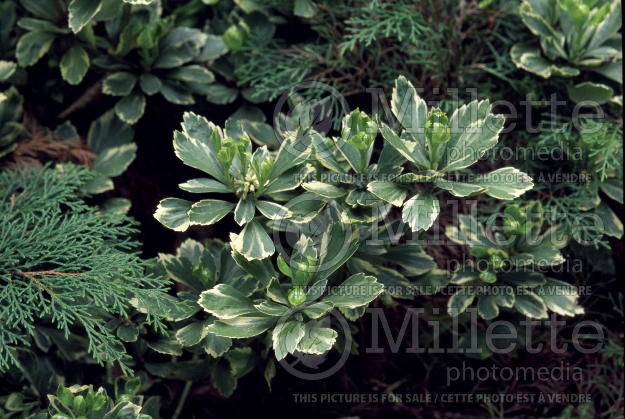 Pachysandra Variegata (Spurge) 5