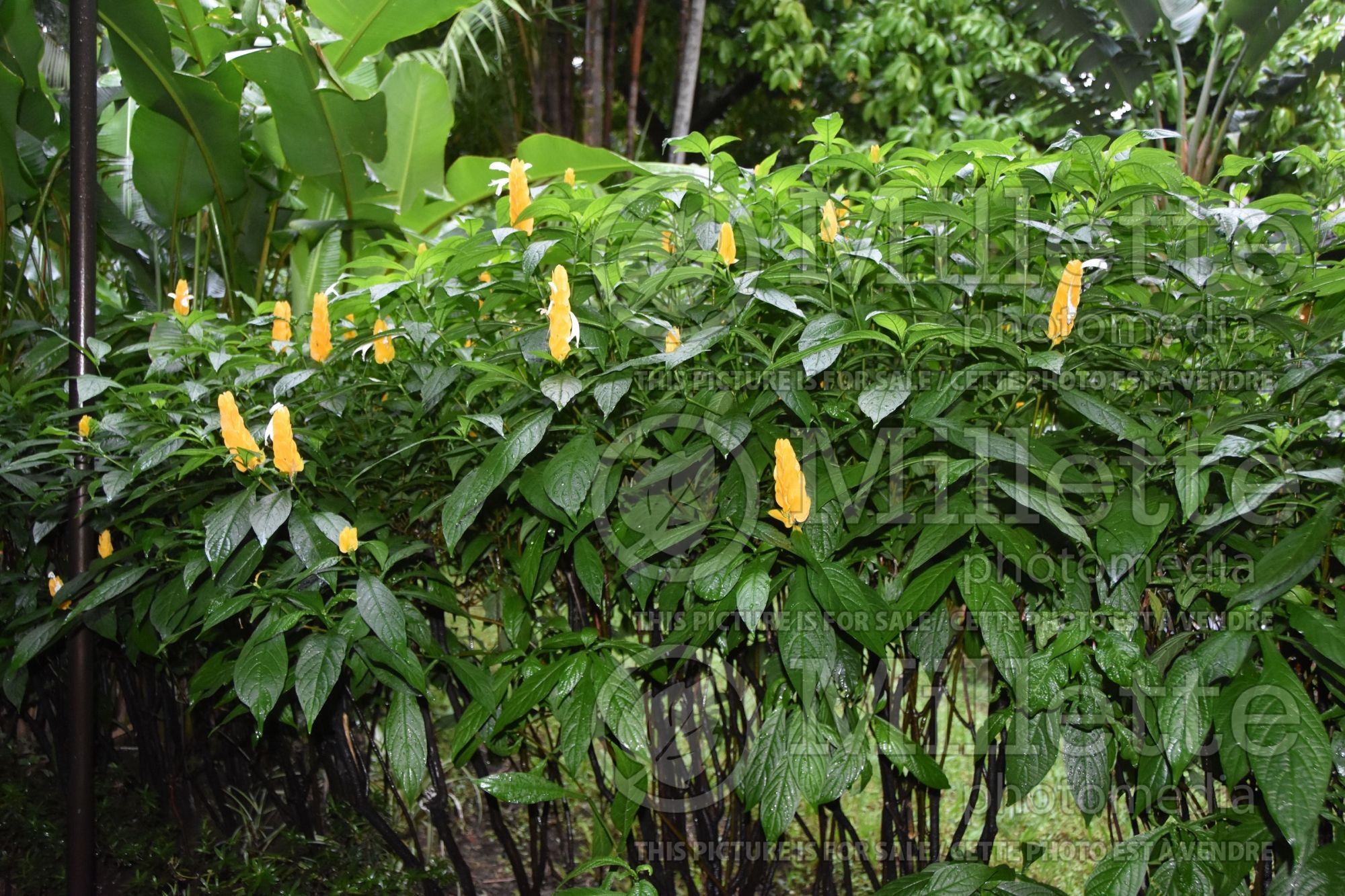 Pachystachys lutea (Lollipop plant and golden shrimp plant) 8
