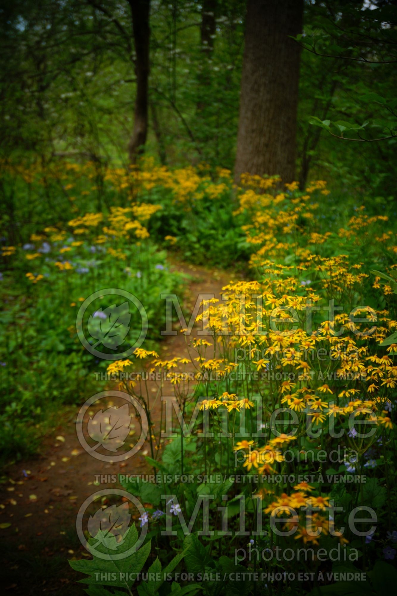 Packera aurea aka Senecio aureus (golden ragwort) 6