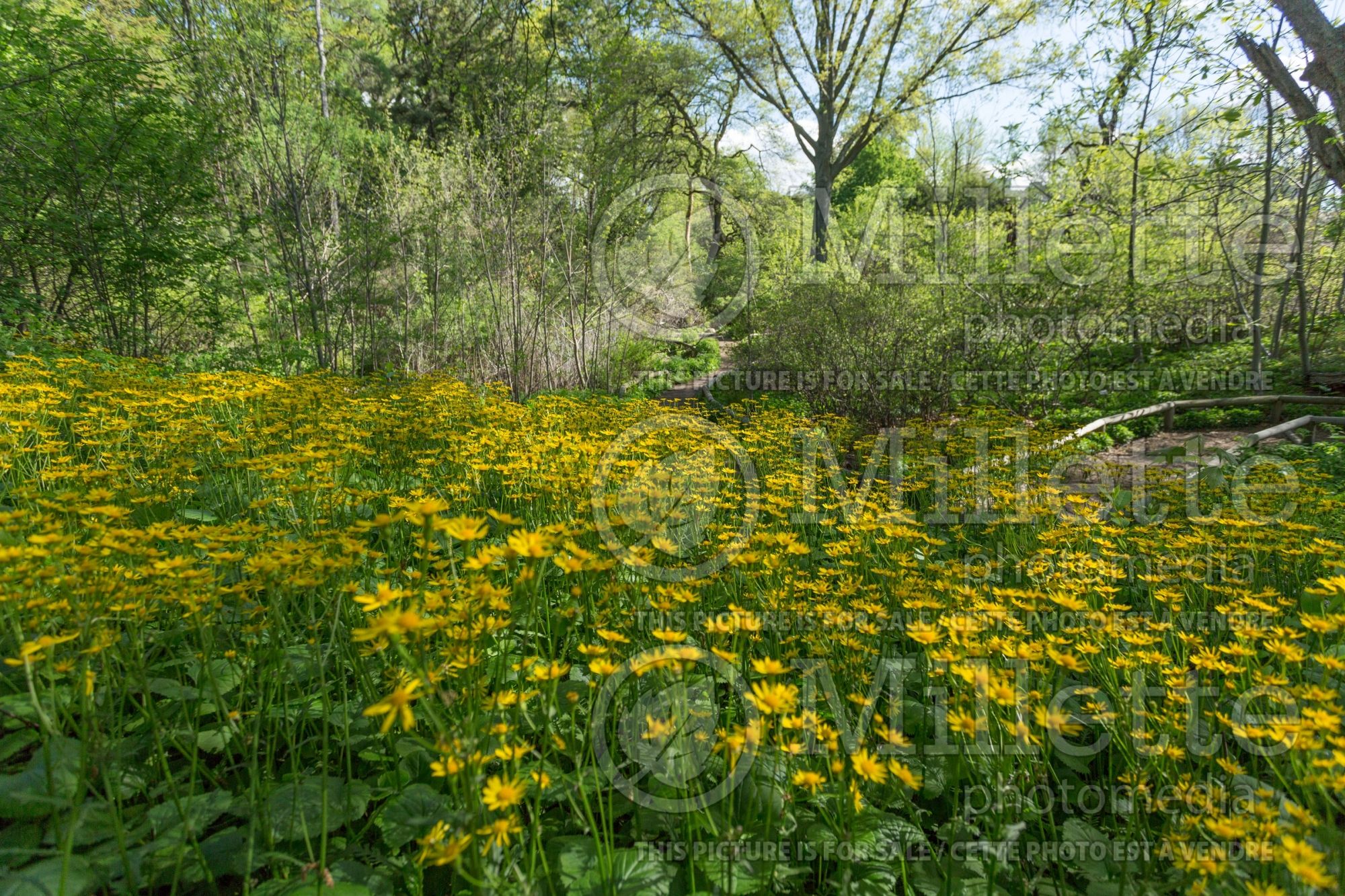 Packera aurea aka Senecio aureus (golden ragwort) 1