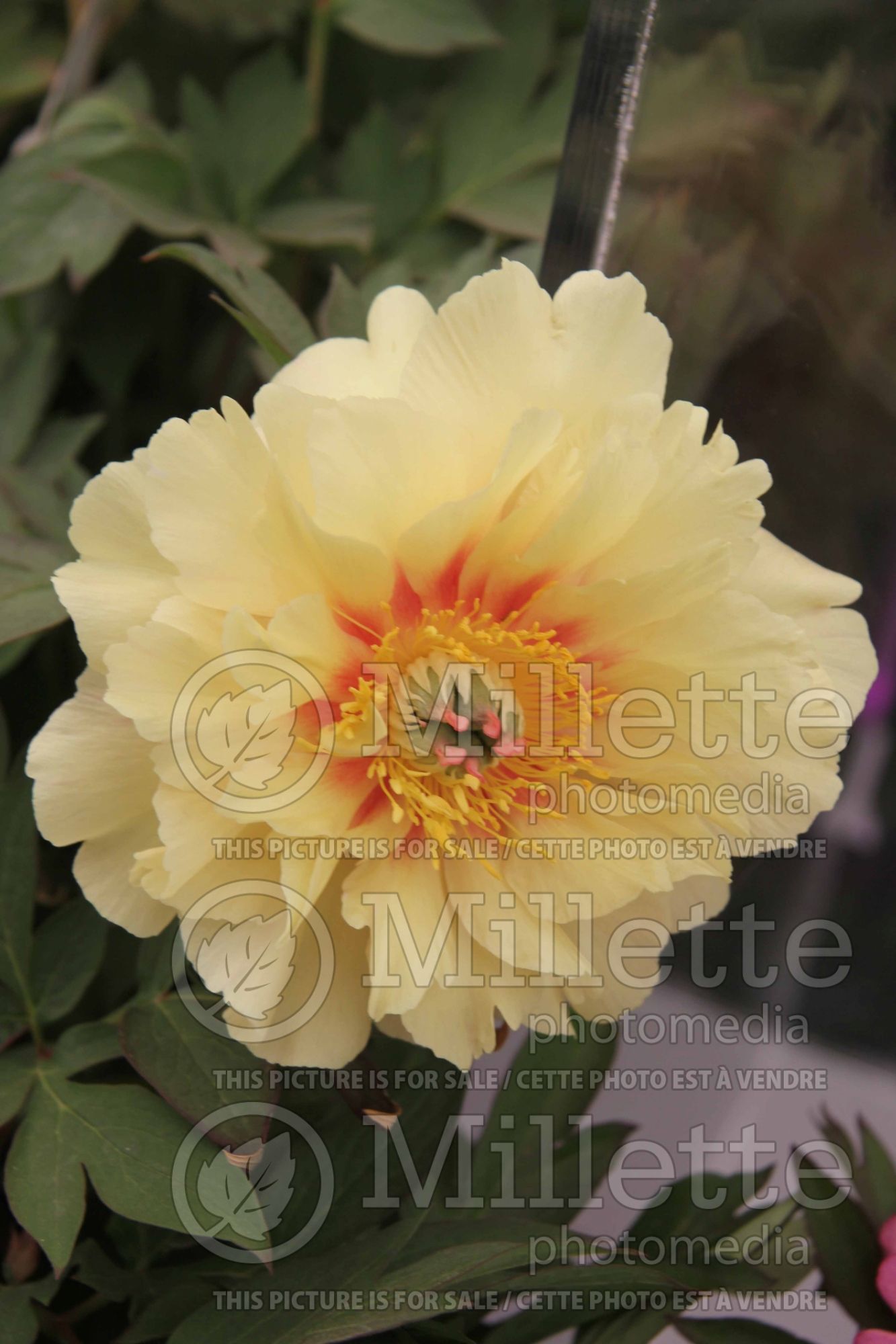Paeonia Canary Brilliants (Peony) 5