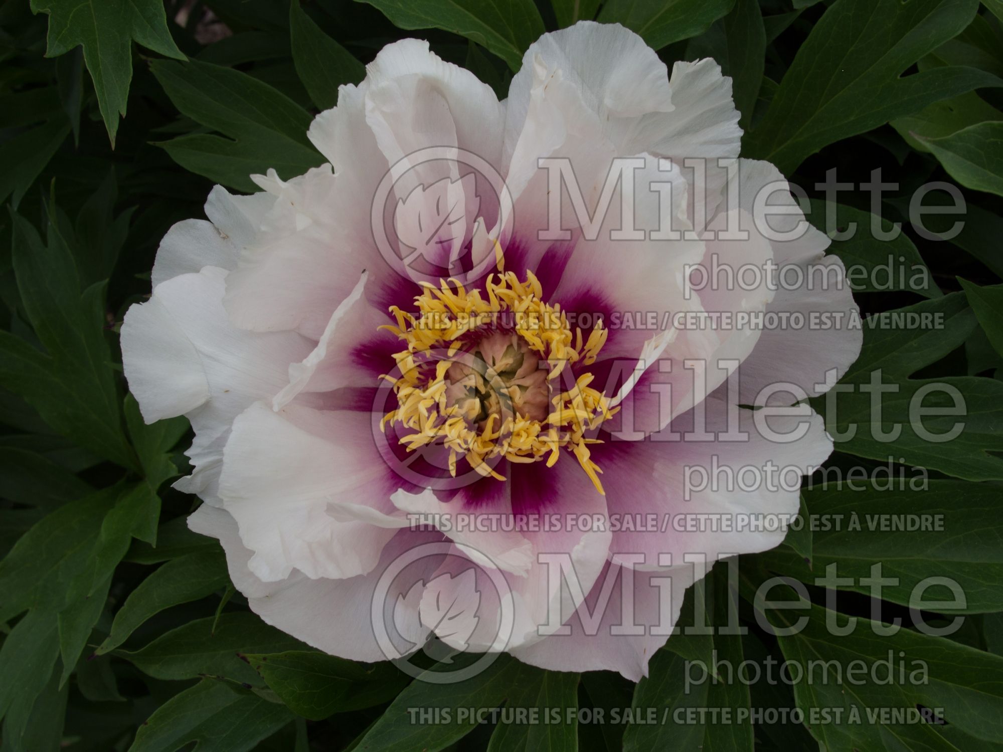 Paeonia Cora Louise (Peony) 13