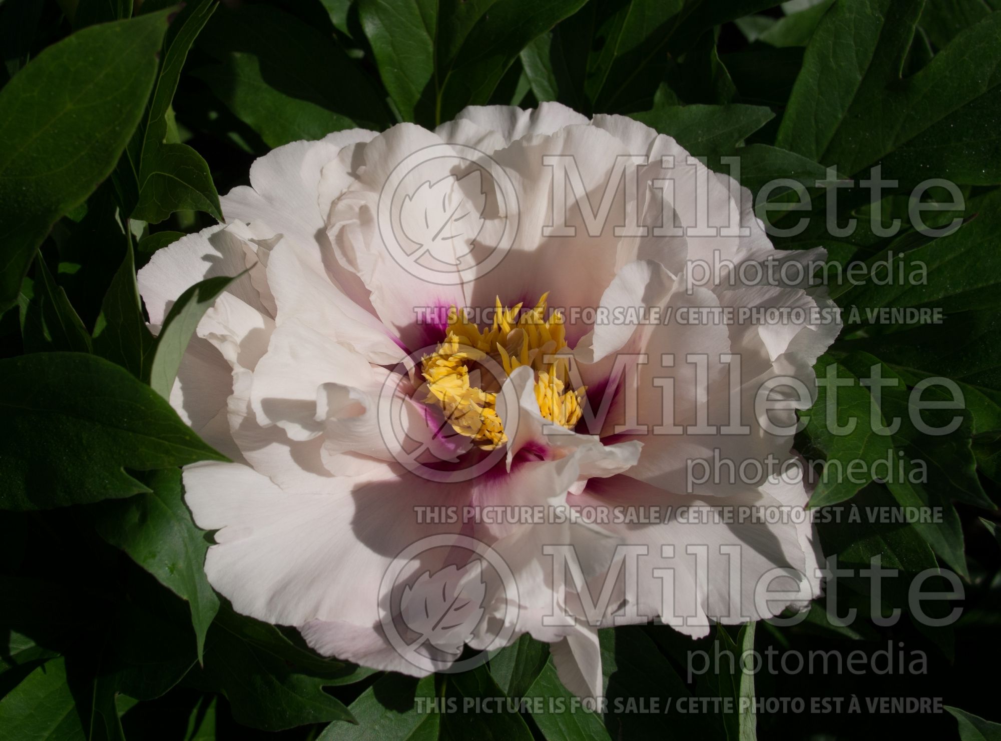 Paeonia Cora Louise (Peony) 14