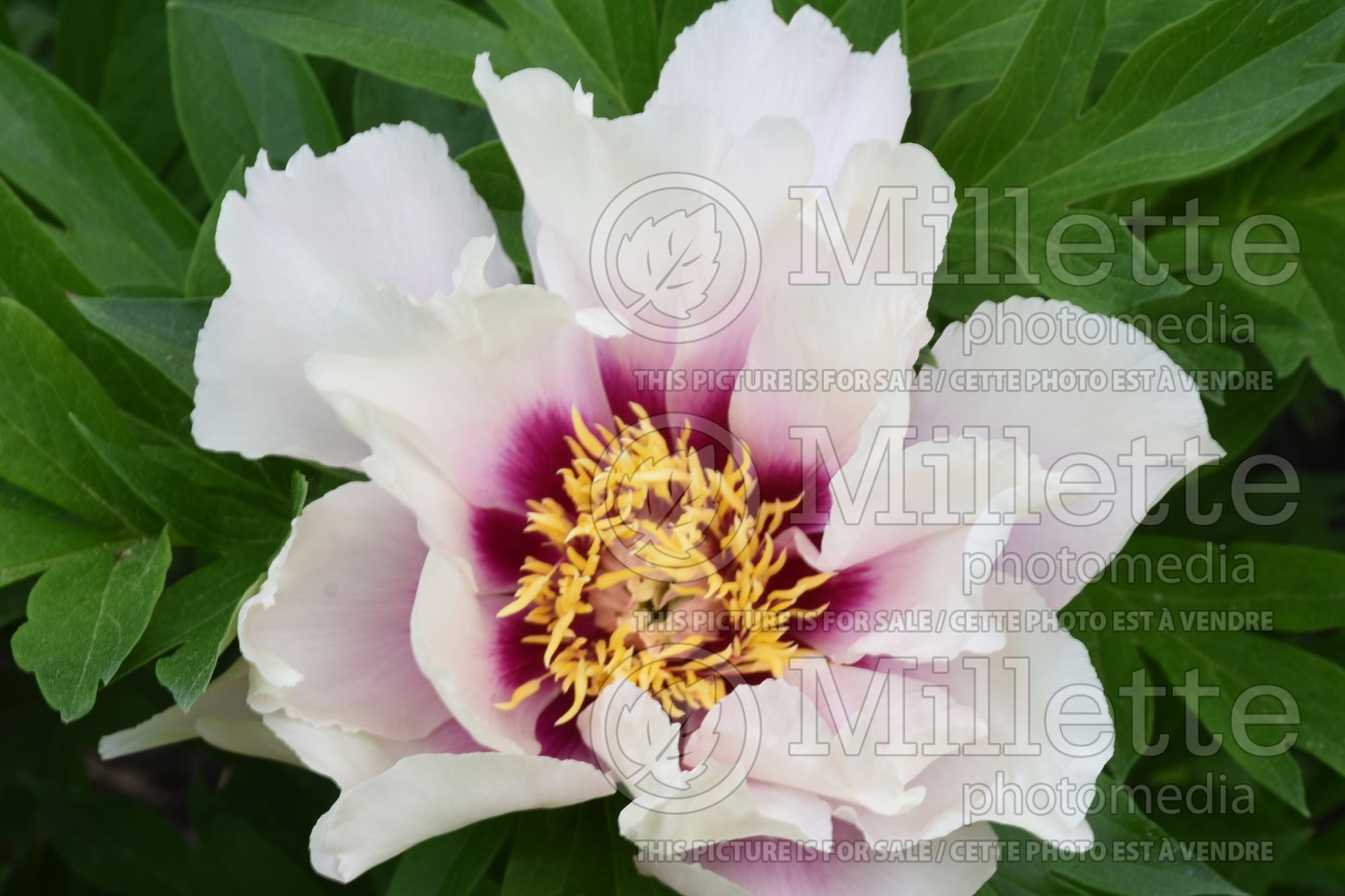 Paeonia Cora Louise (Peony) 12