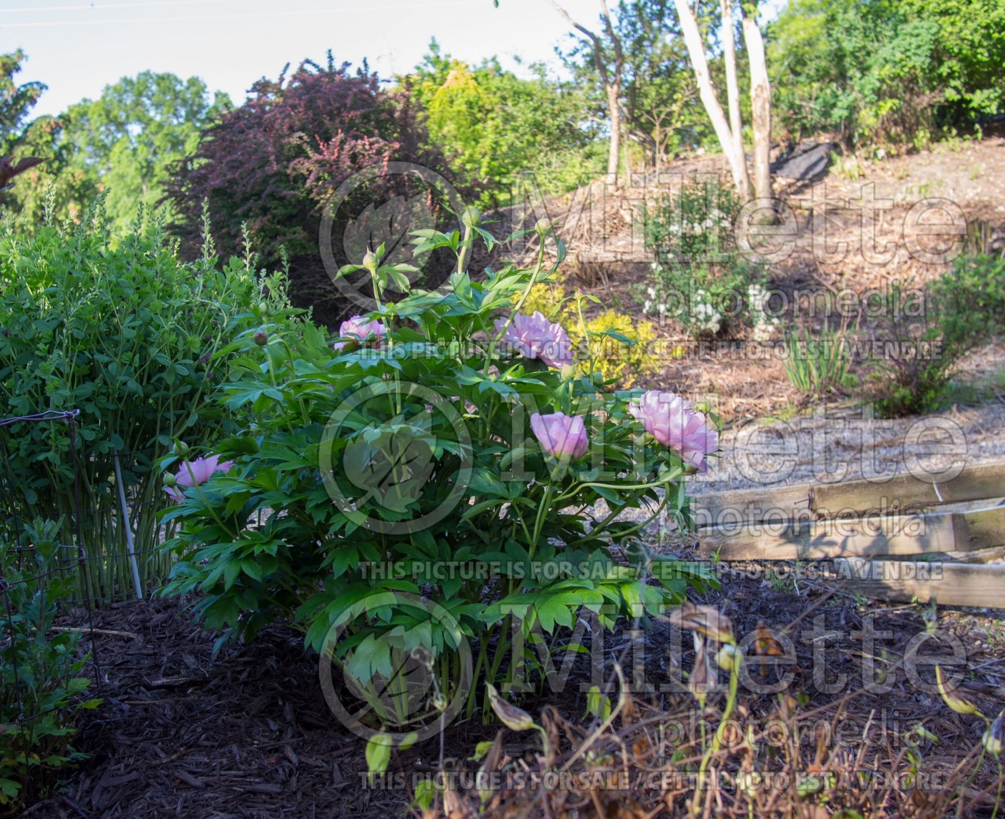 Paeonia First Arrival (Peony) 9