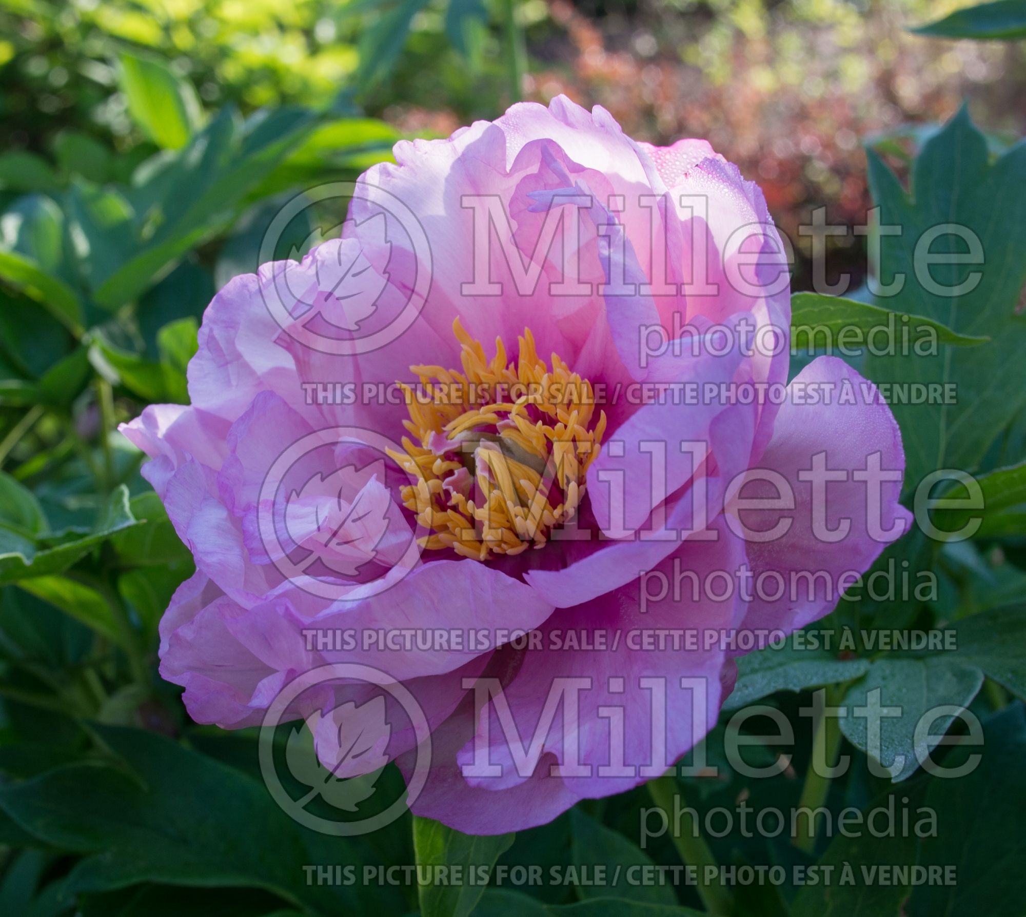 Paeonia First Arrival (Peony) 7