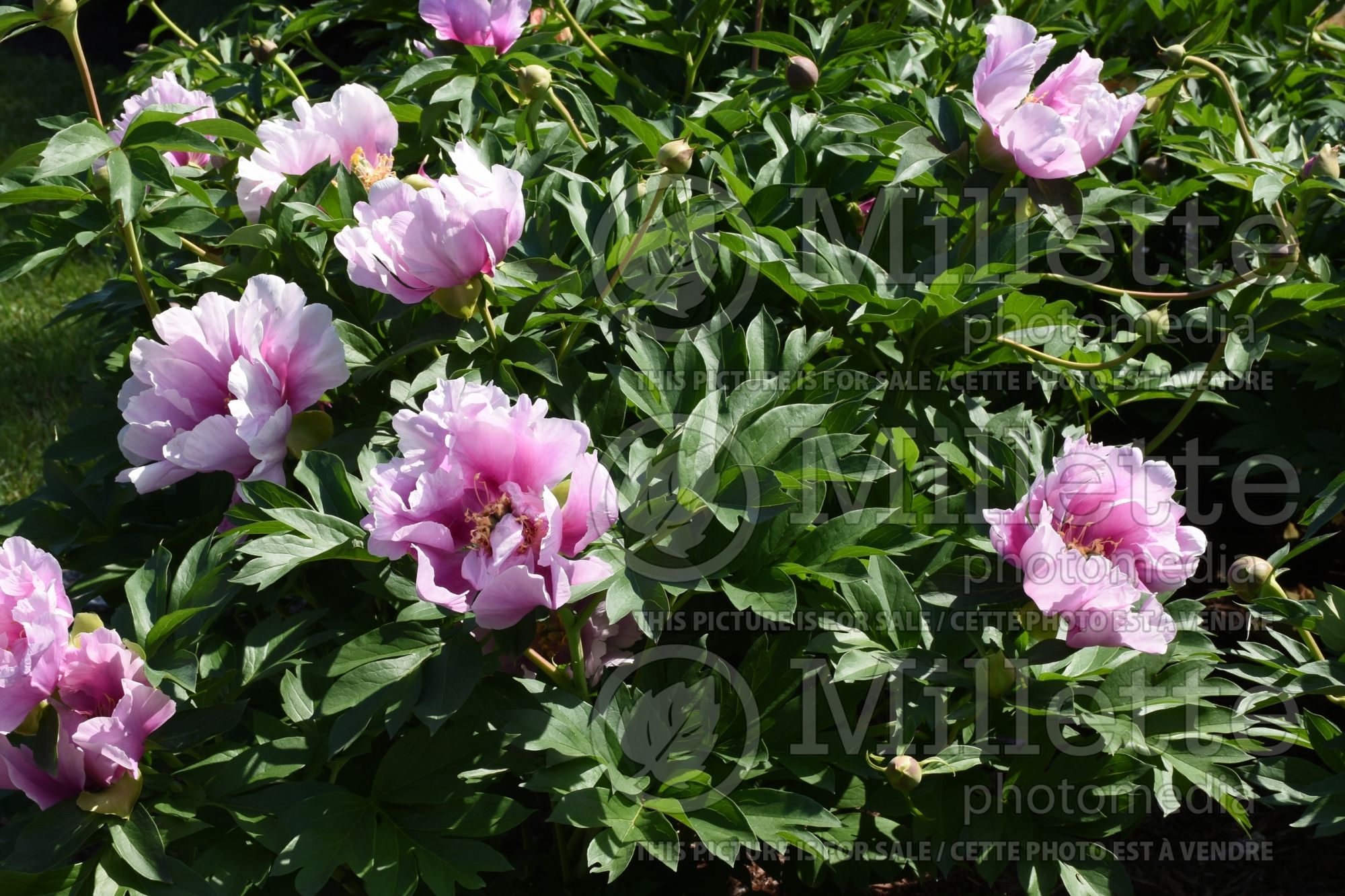 Paeonia Norwegian Blush (Peony - pivoine) 1