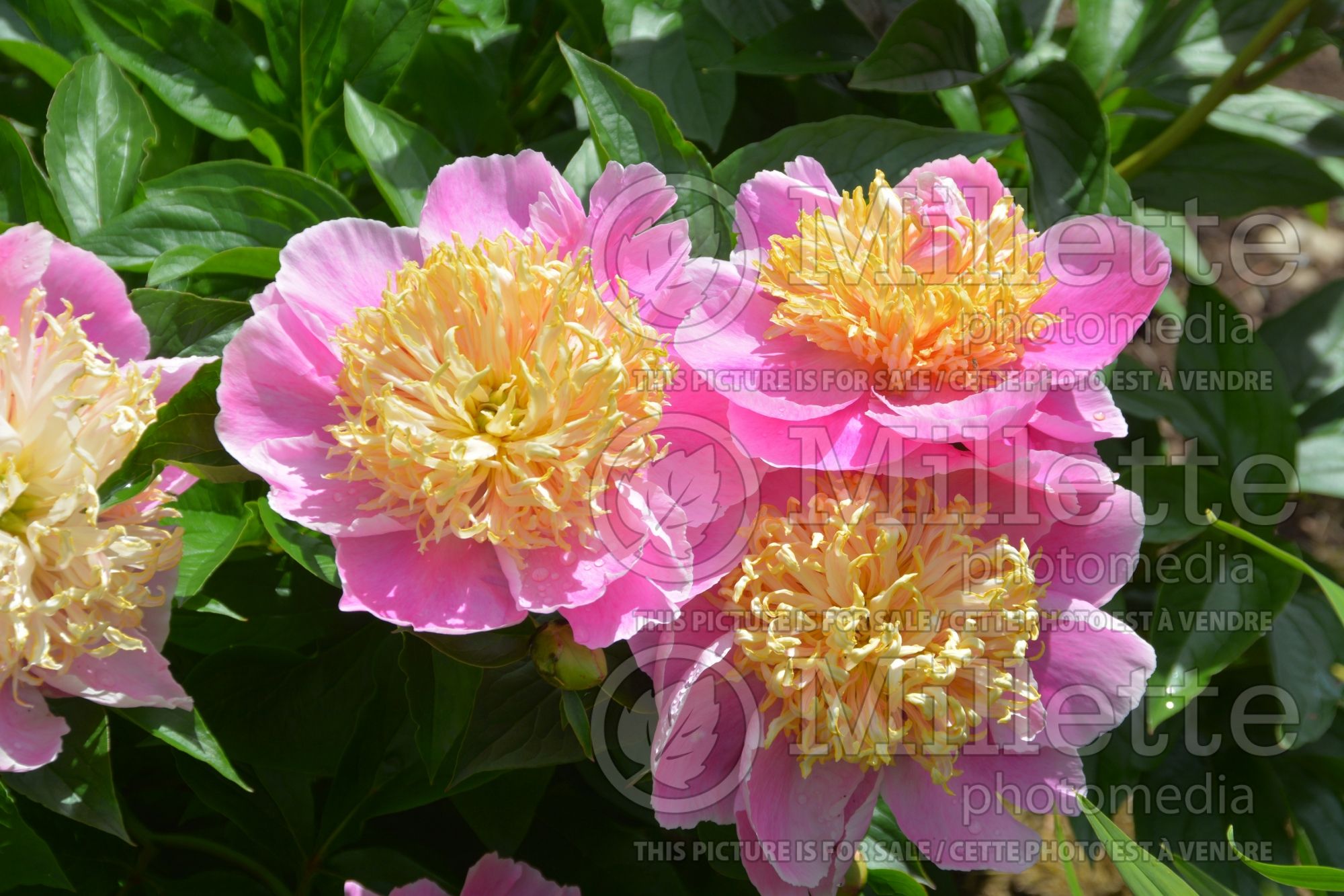 Paeonia Ama-no-Sode (Peony) 5