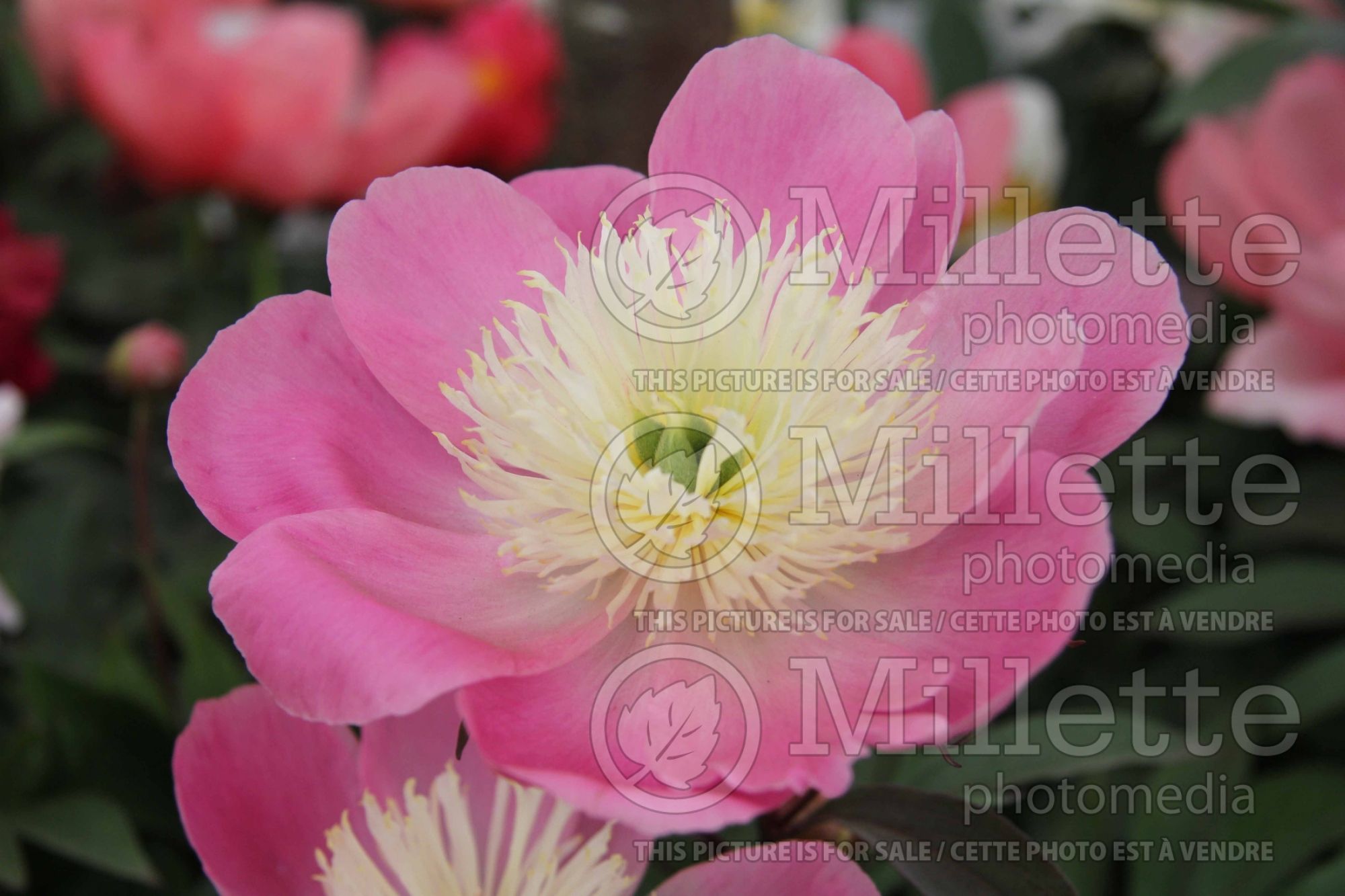 Paeonia Bowl of Love (Peony) 1