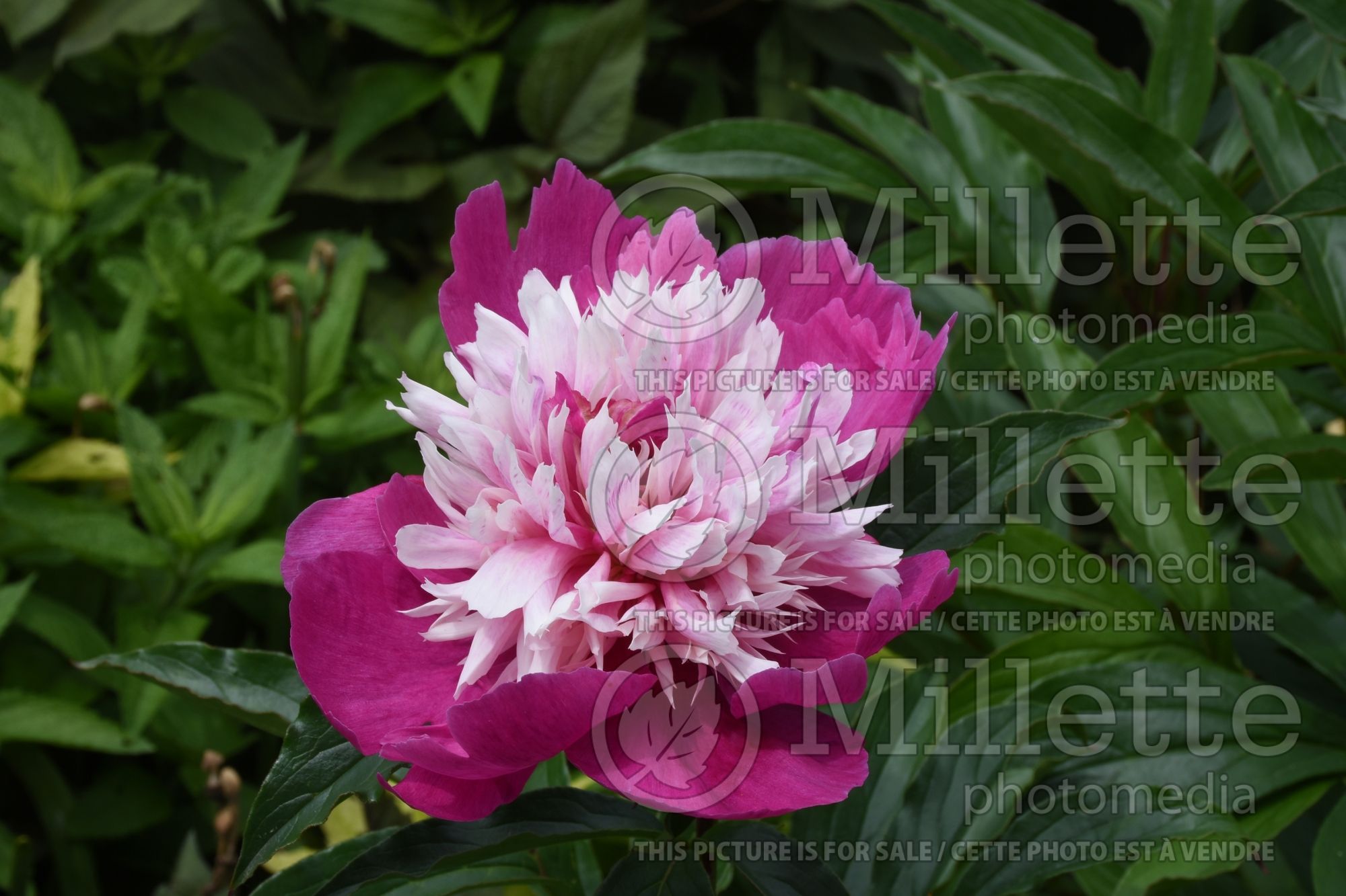 Paeonia Celebrity (Peony) 2