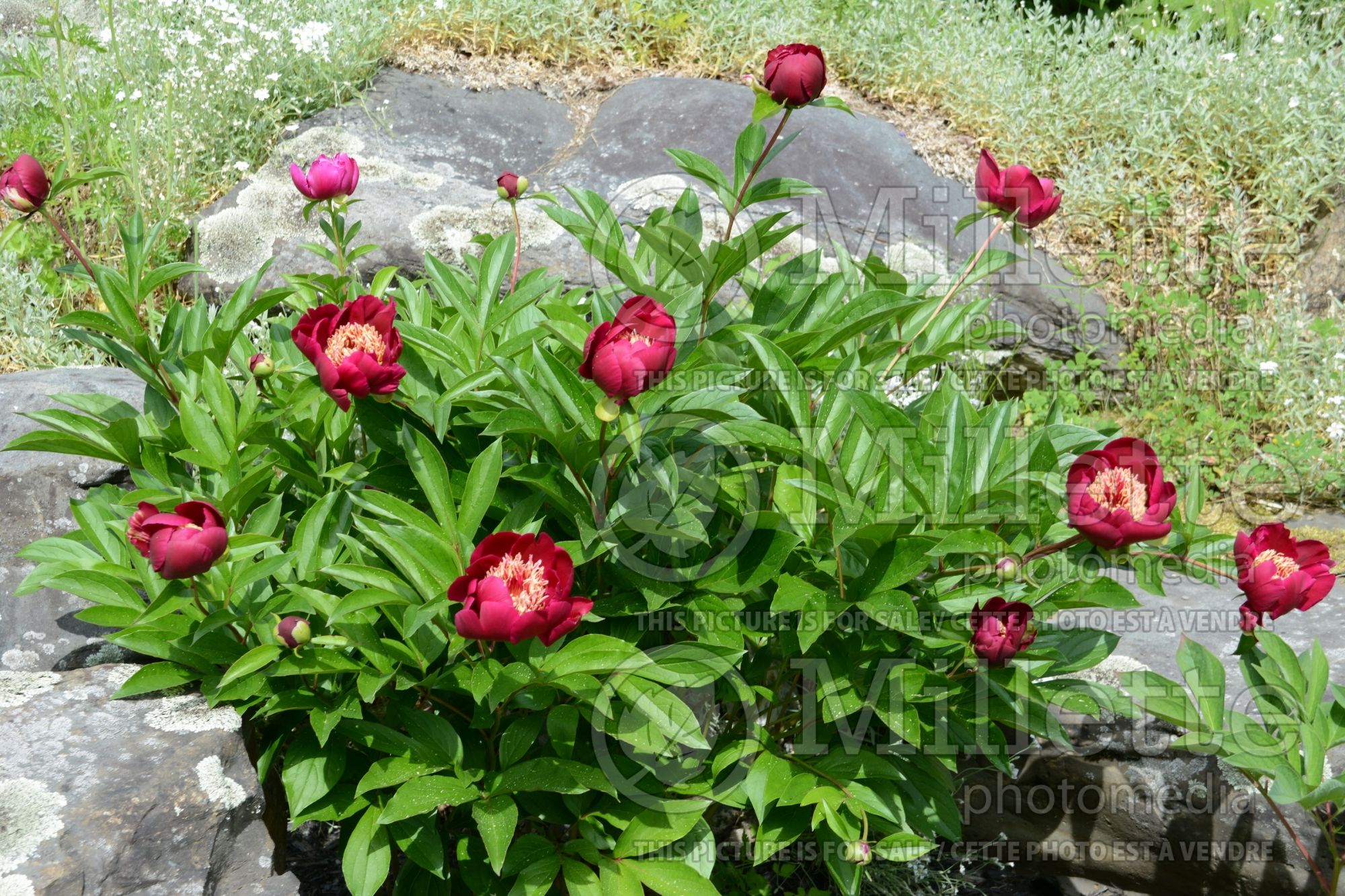 Paeonia Charles Burgess (Peony) 1