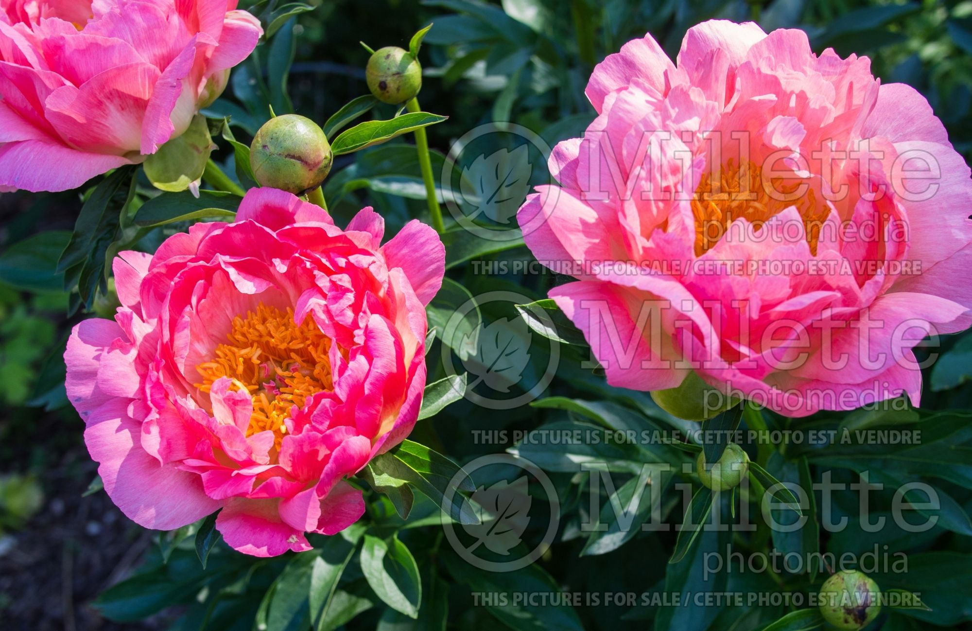 Paeonia Coral Sunset (Peony) 12