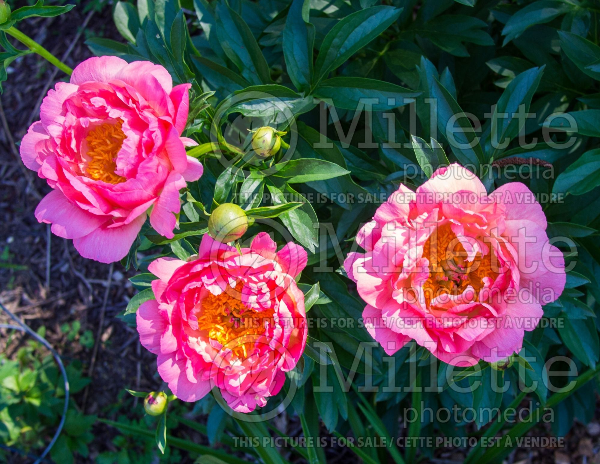 Paeonia Coral Sunset (Peony) 10