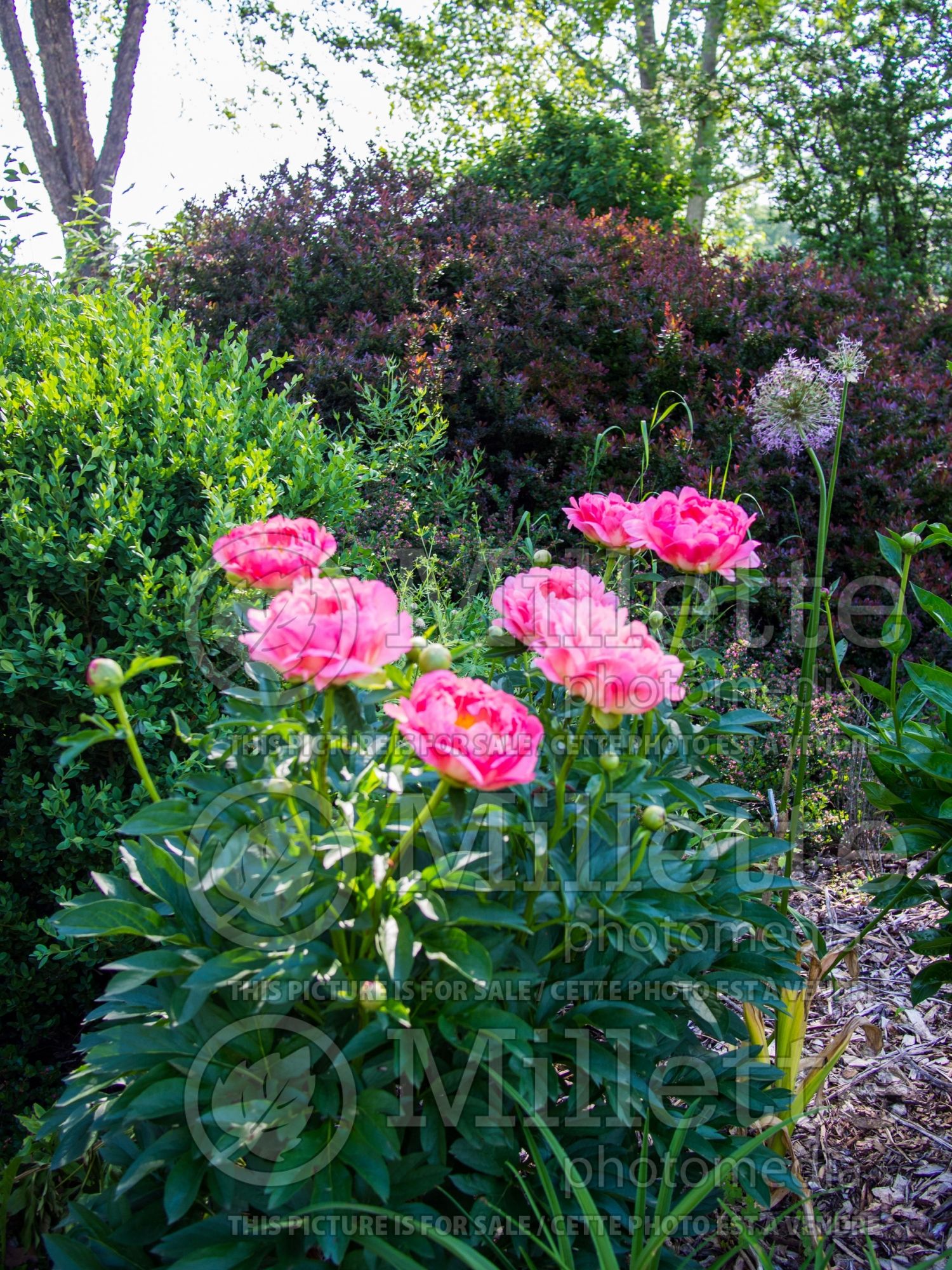 Paeonia Coral Sunset (Peony) 9