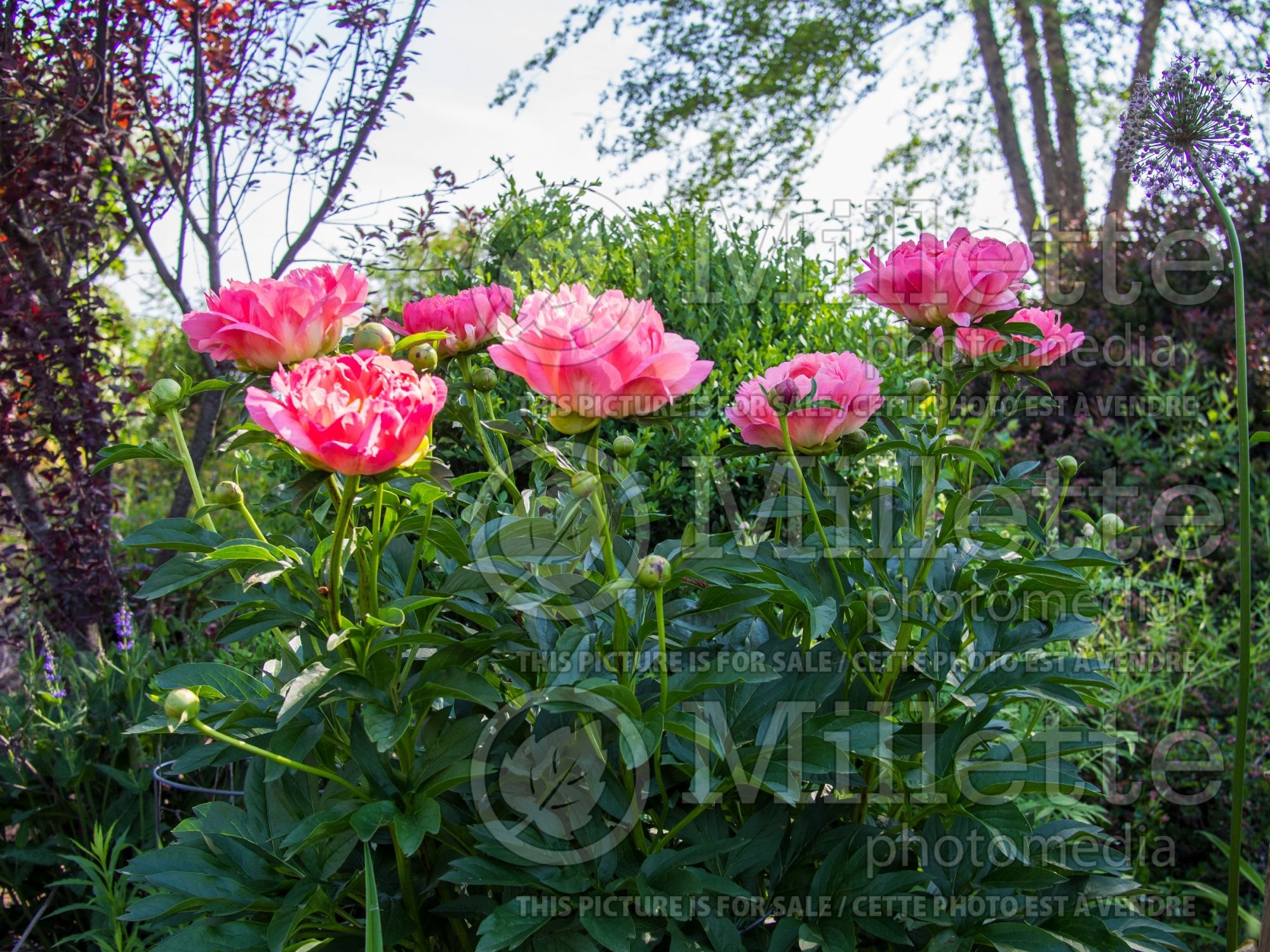 Paeonia Coral Sunset (Peony) 8