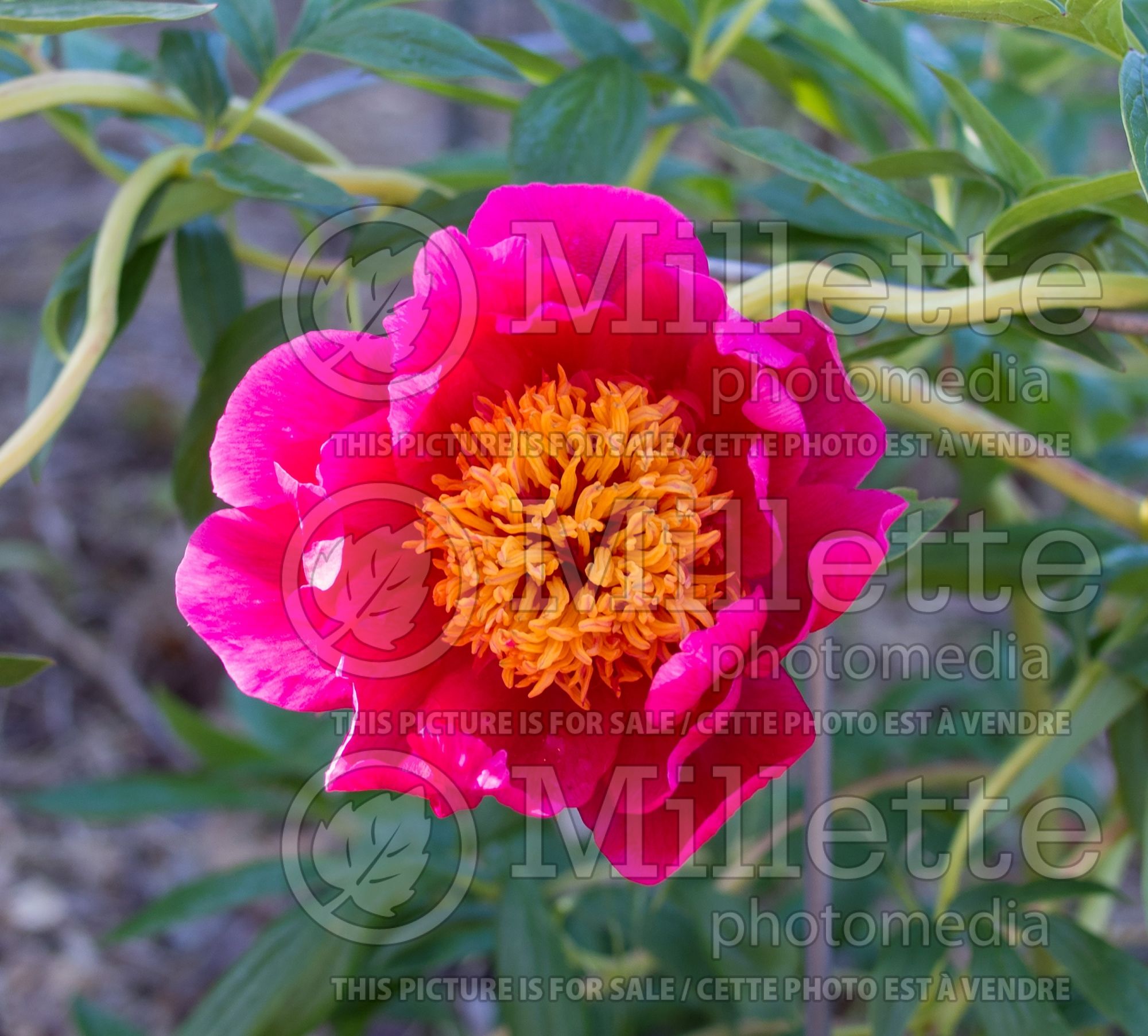 Paeonia Crusader (Peony) 1