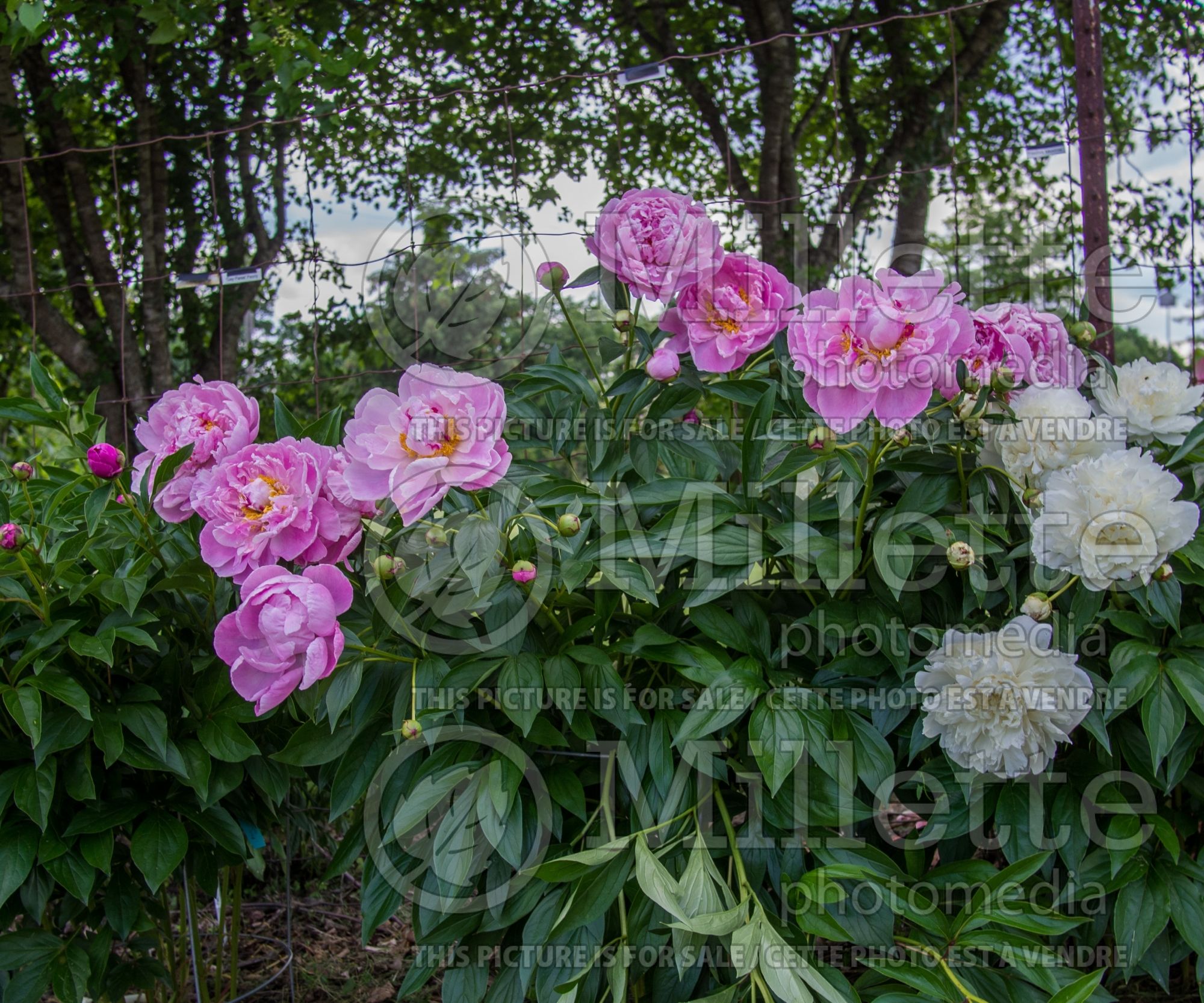 Paeonia Dr. Alexander Fleming (Peony) 3