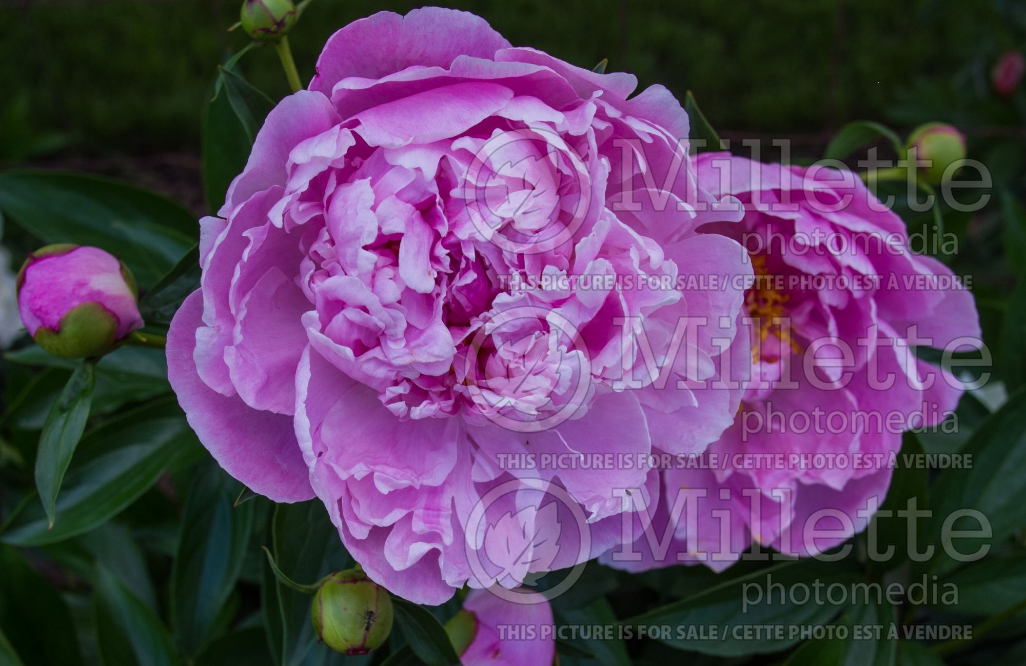 Paeonia Dr. Alexander Fleming (Peony) 4