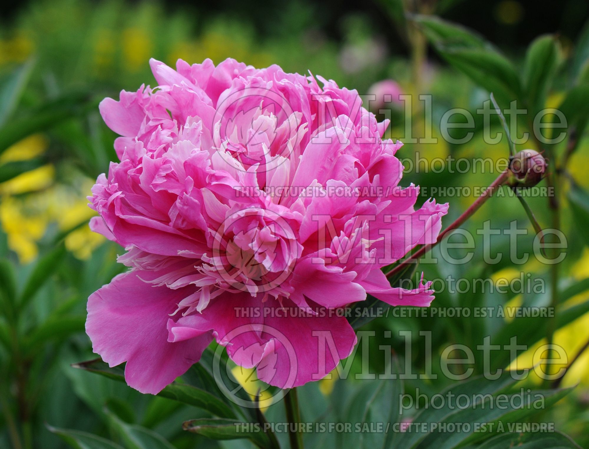 Paeonia Felix Crousse (Peony - pivoine) 5