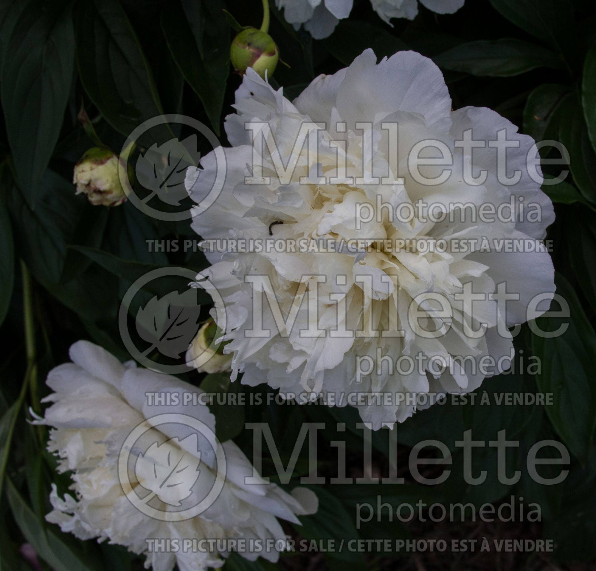 Paeonia Festiva Maxima (Peony) 4