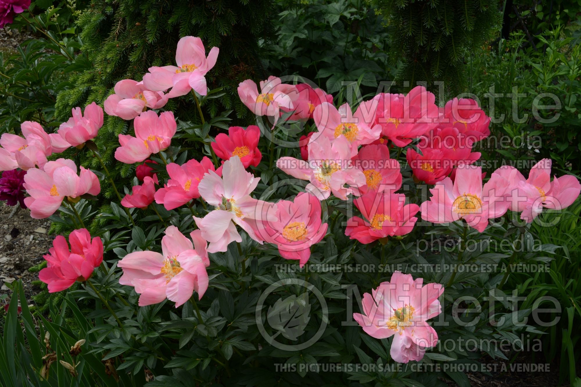 Paeonia Flame (Peony) 11