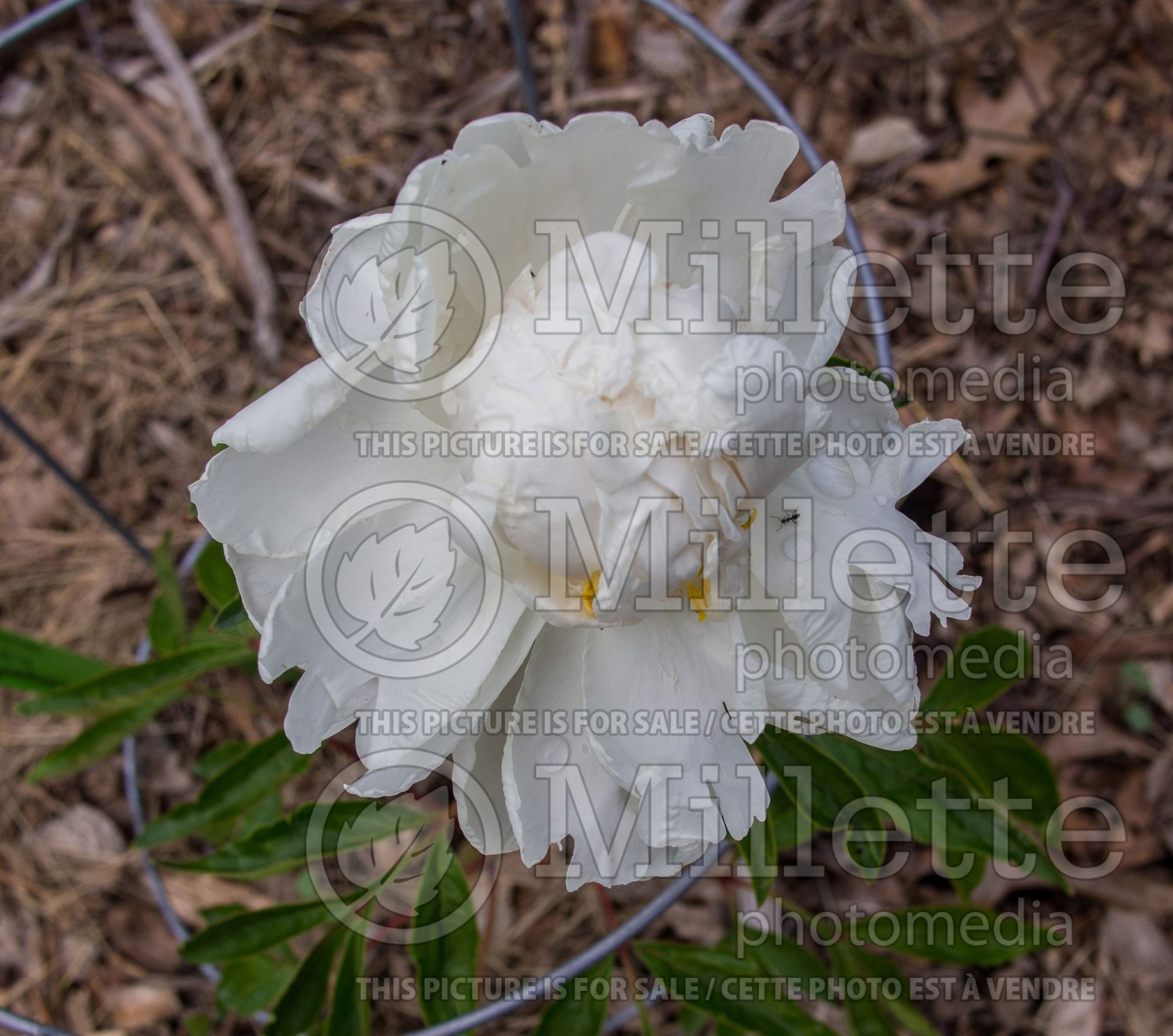 Paeonia Gardenia (Peony) 4
