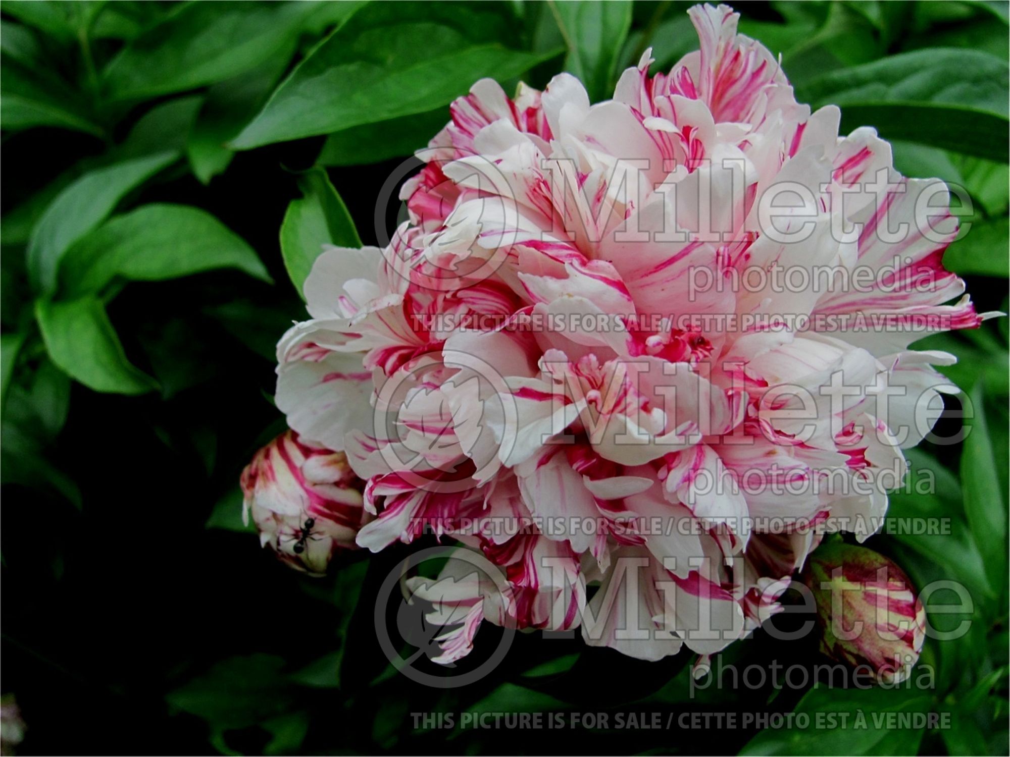 Paeonia Kirinmaru (Peony) 2