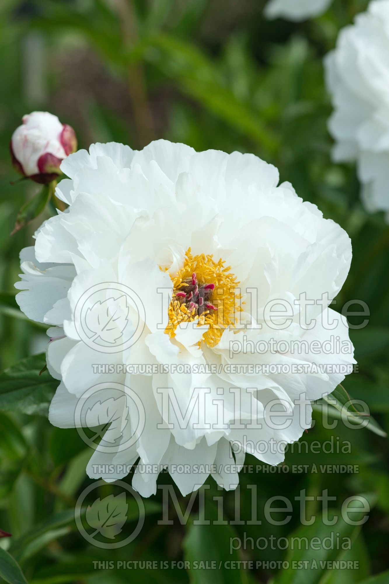 Paeonia Minnie Shaylor (Peony) 5