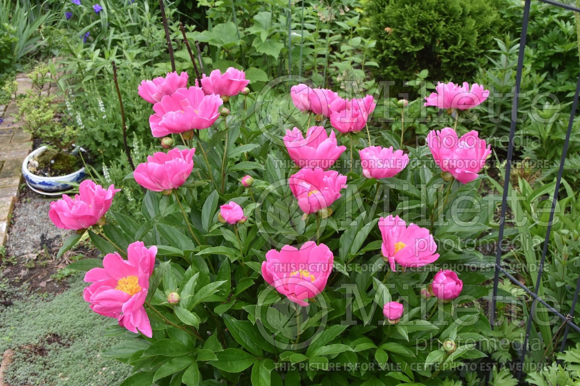 Paeonia Mischief (Peony) 3