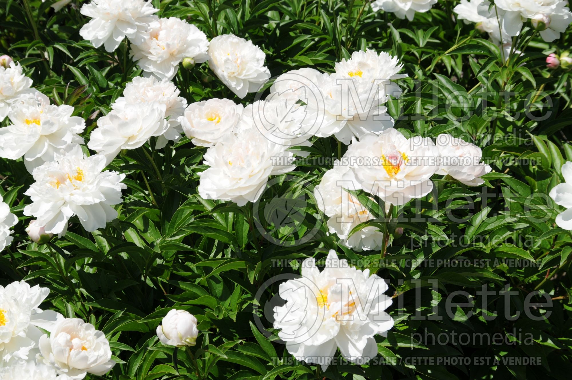 Paeonia Miss America (Peony) 9