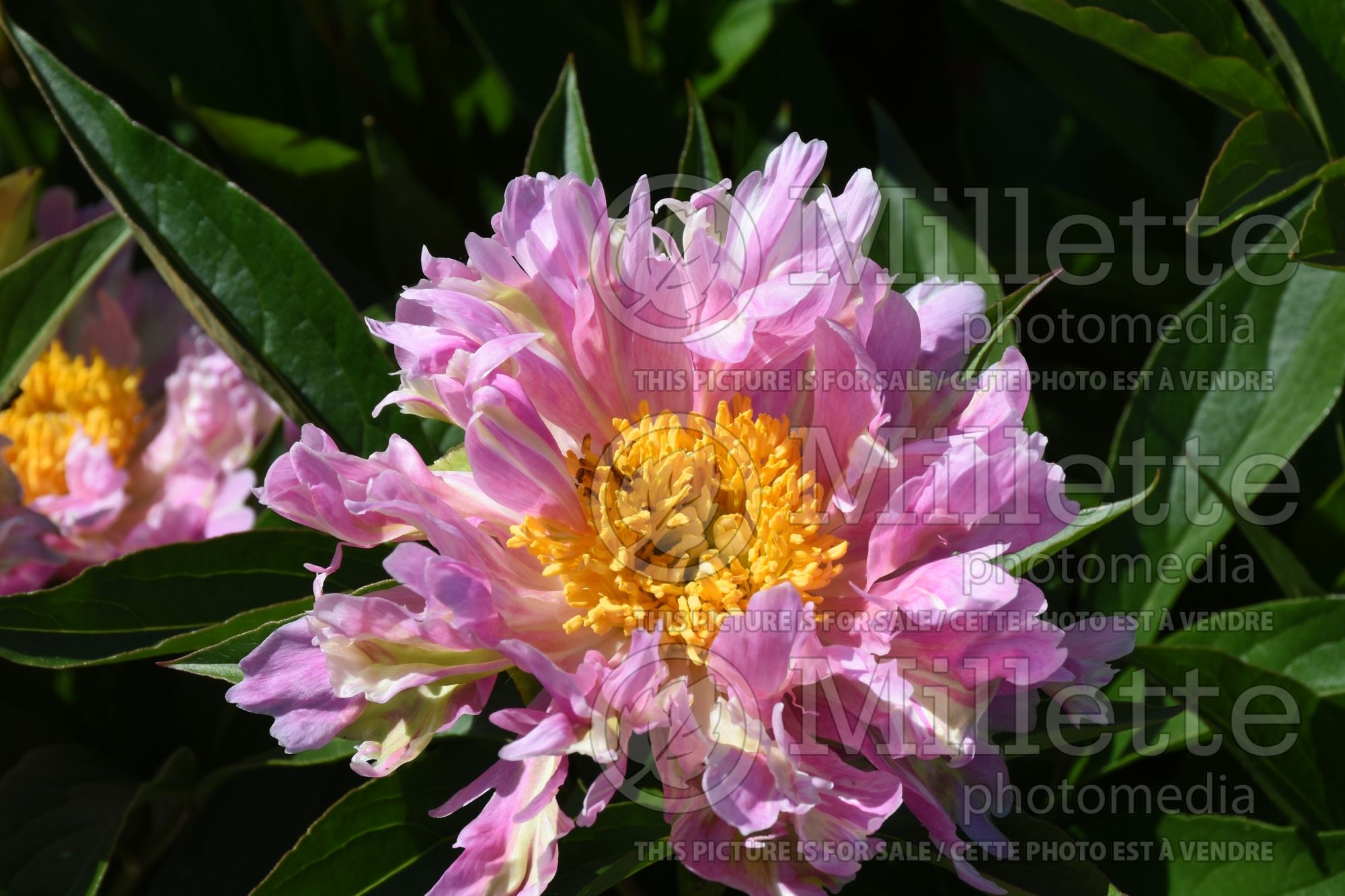 Paeonia Pink Spritzer (Peony - pivoine) 1