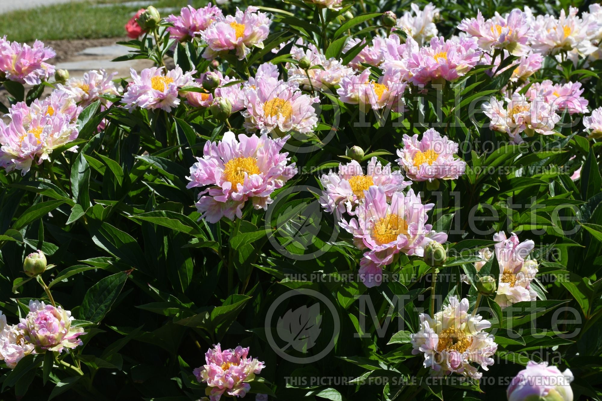 Paeonia Pink Spritzer (Peony - pivoine) 2