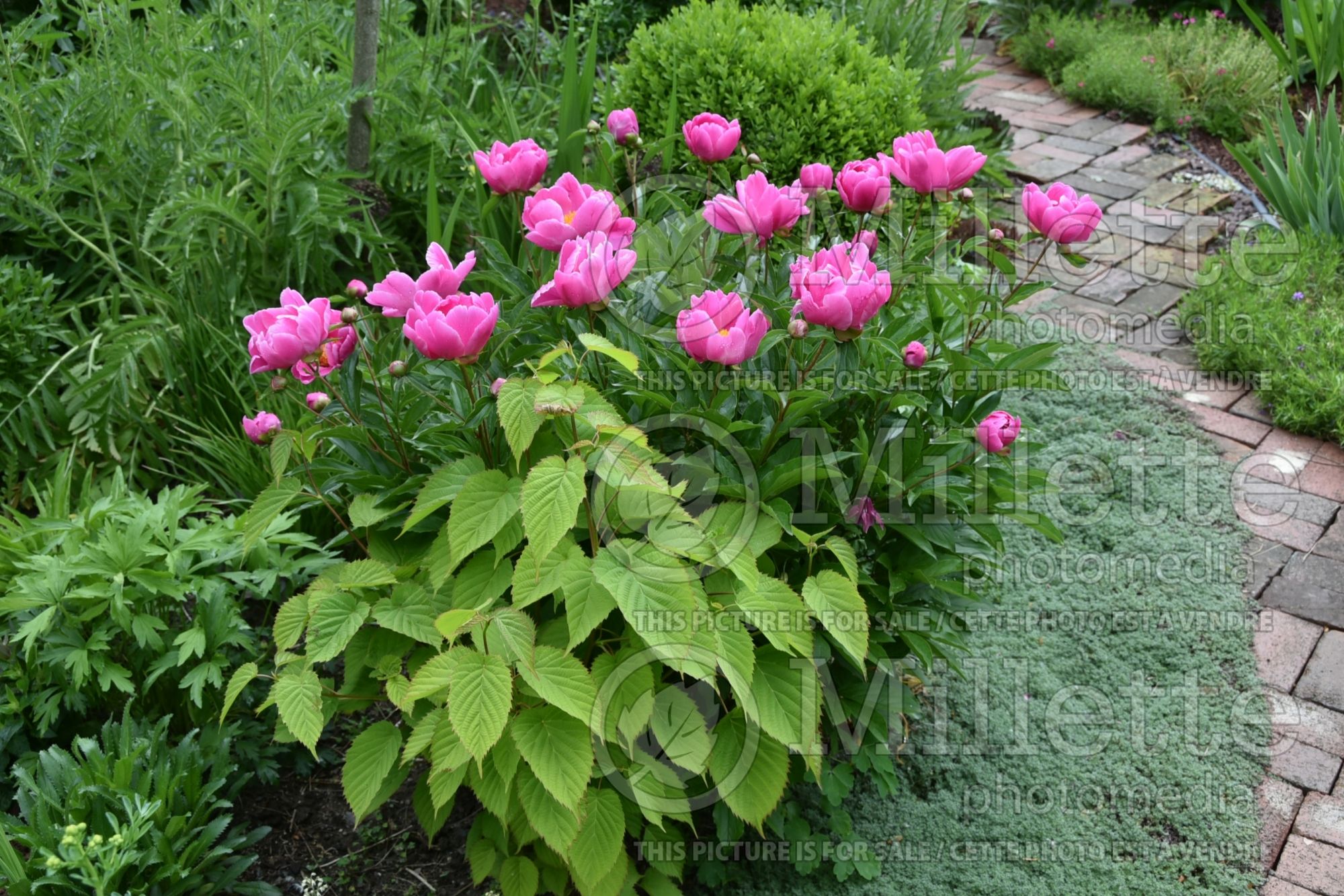 Paeonia Sea Shell (Peony) 7