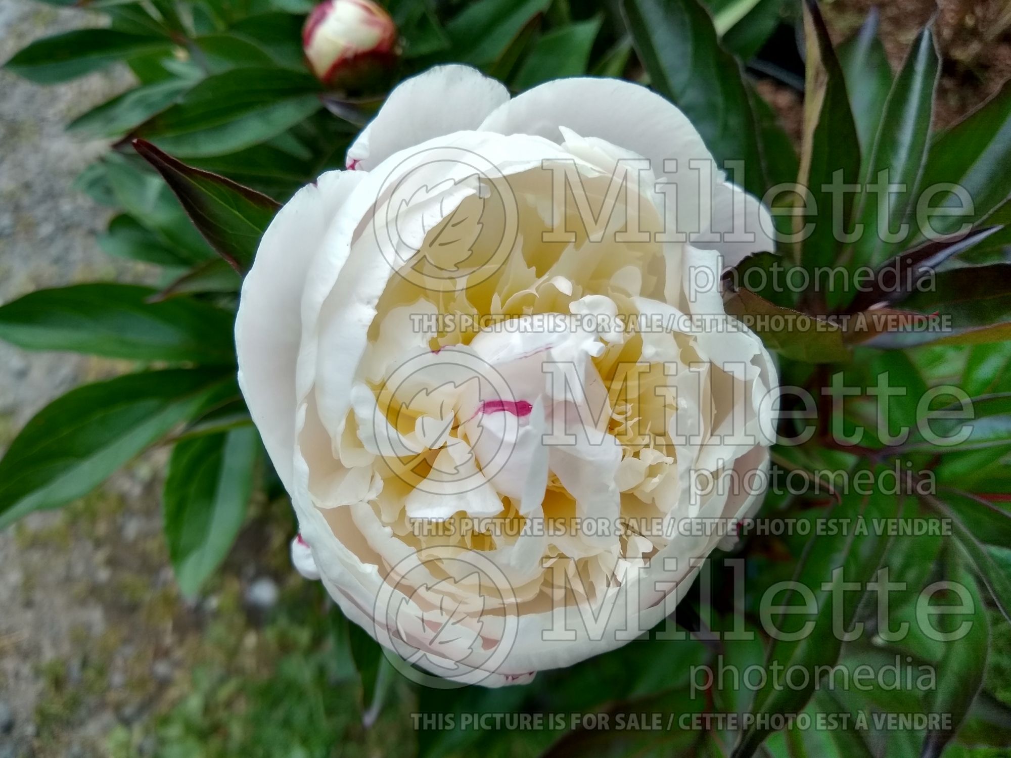 Paeonia Shirley Temple (Peony) 5