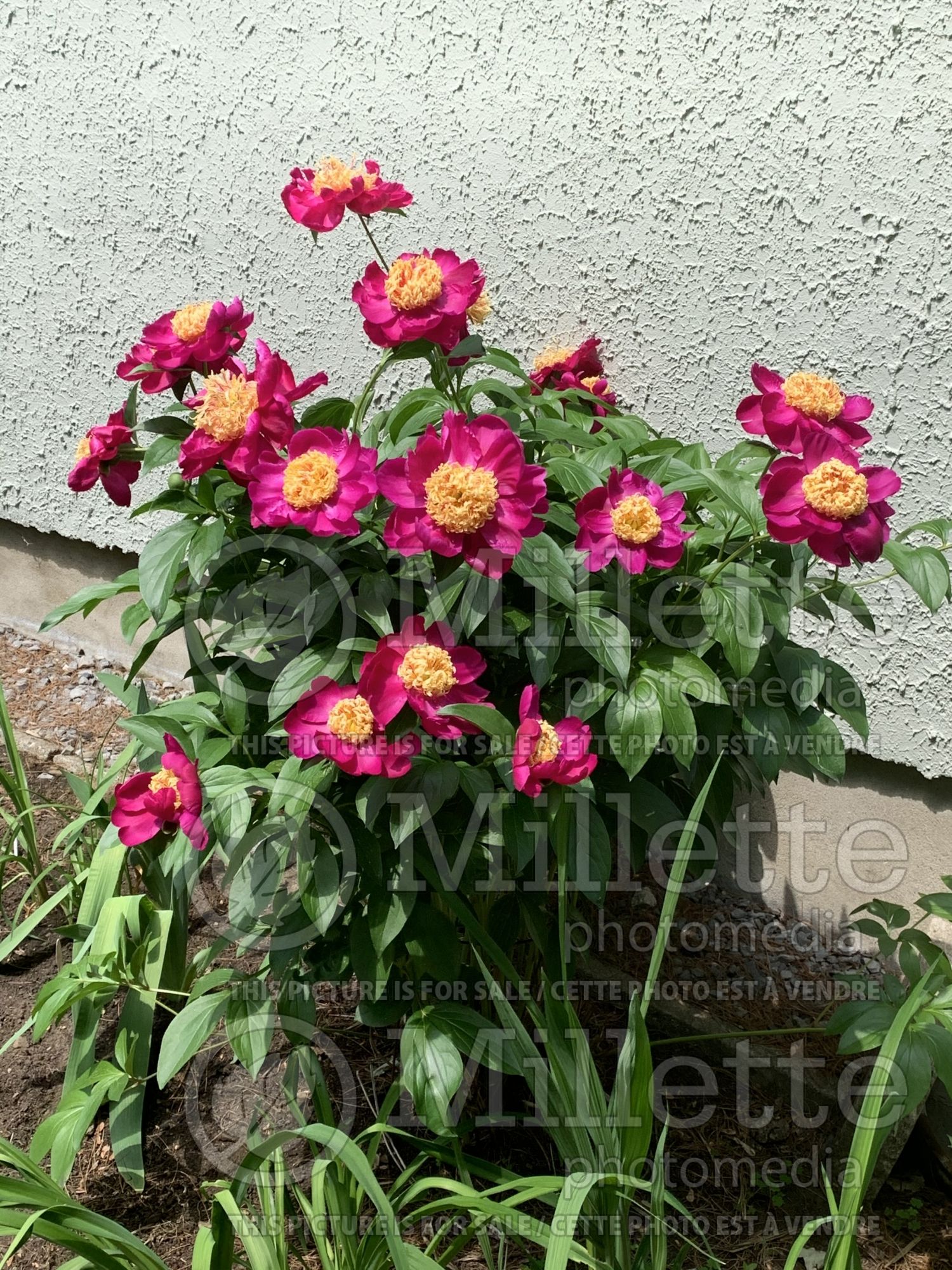 Paeonia Sword Dance (Peony) 4