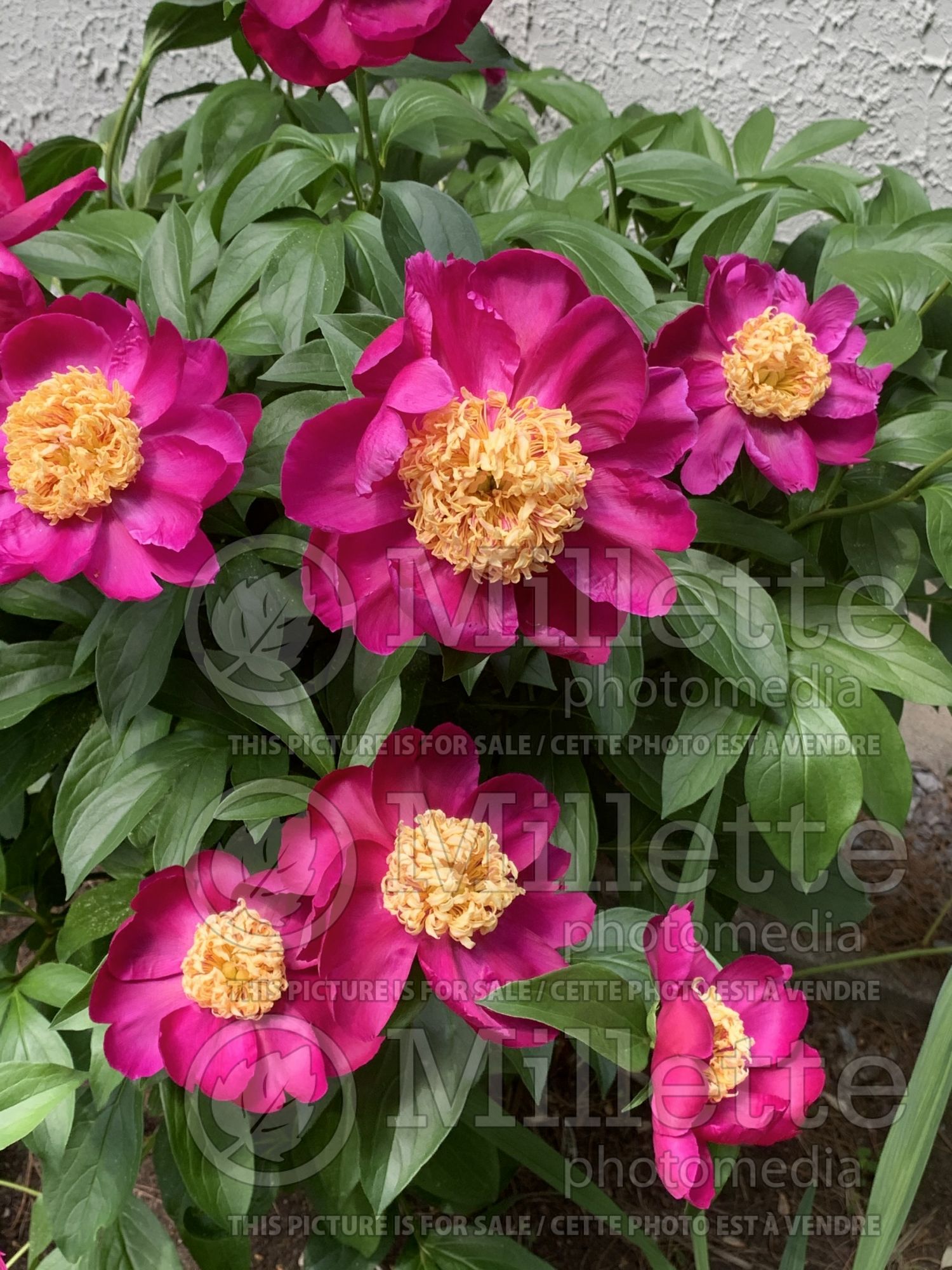 Paeonia Sword Dance (Peony) 5