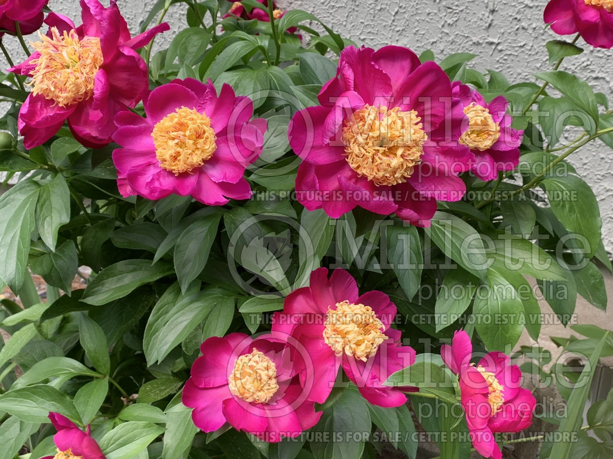 Paeonia Sword Dance (Peony) 6