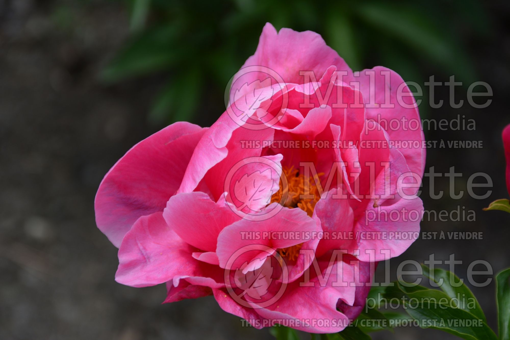 Paeonia Lovely Rose (Peony) 1