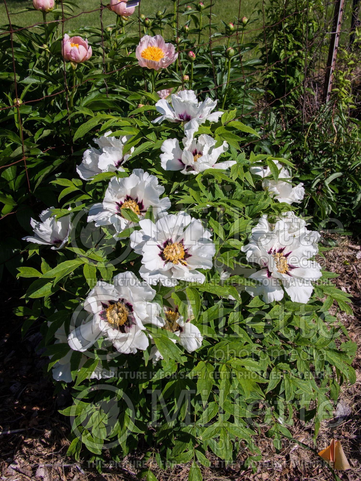 Paeonia TPG (Peony) 1