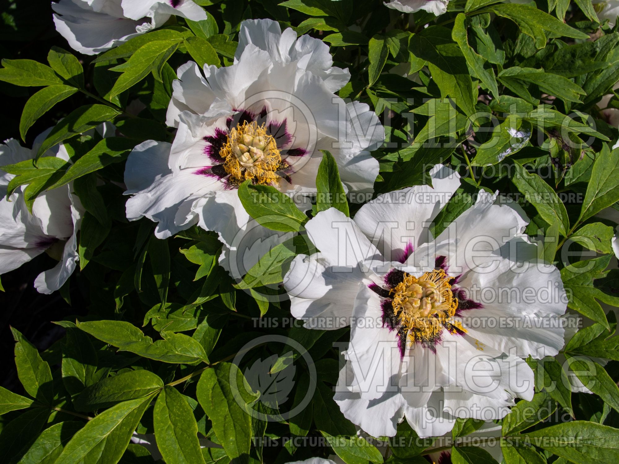 Paeonia TPG (Peony) 2