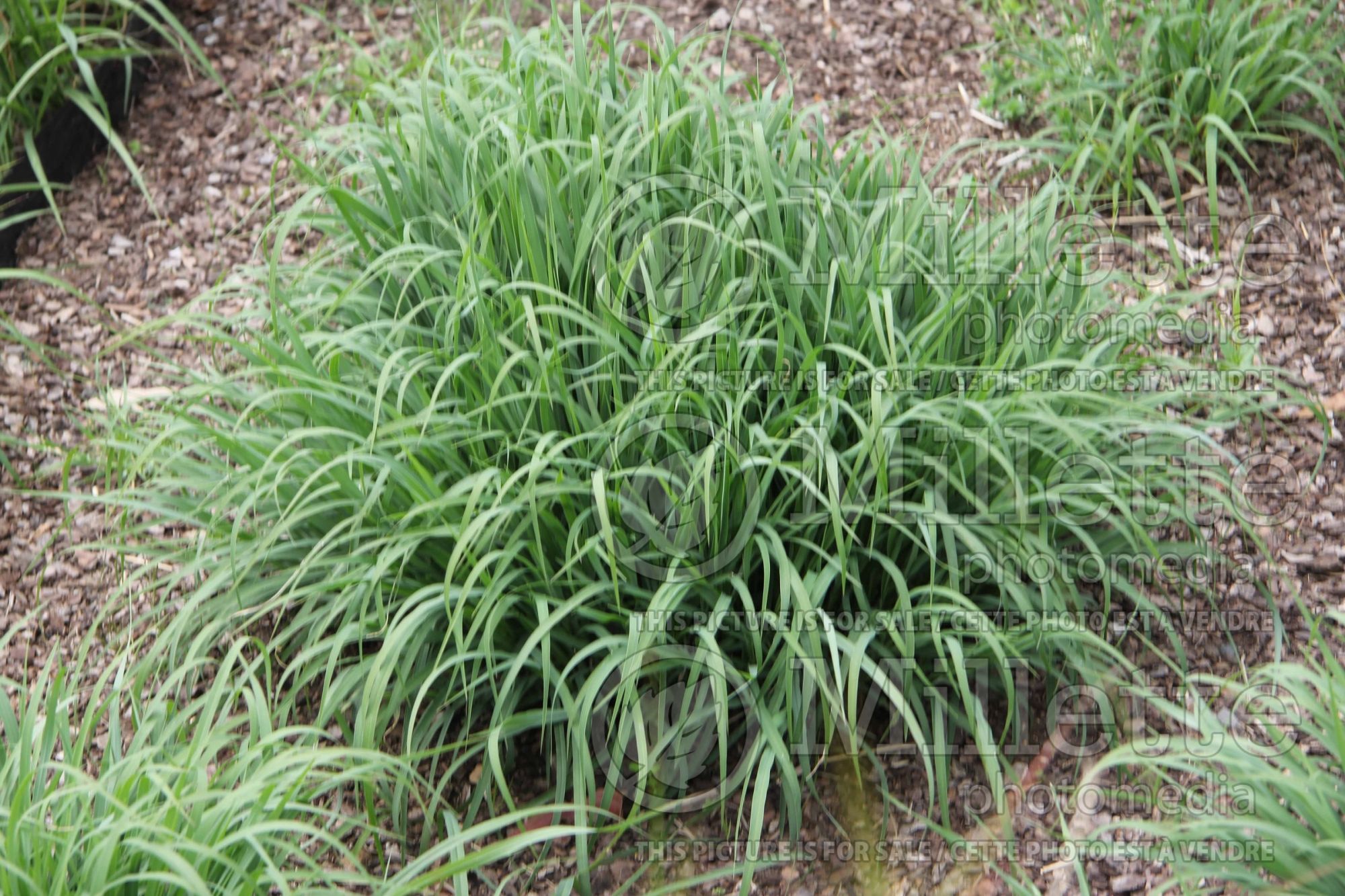 Panicum bulbosum (panic grass) 1