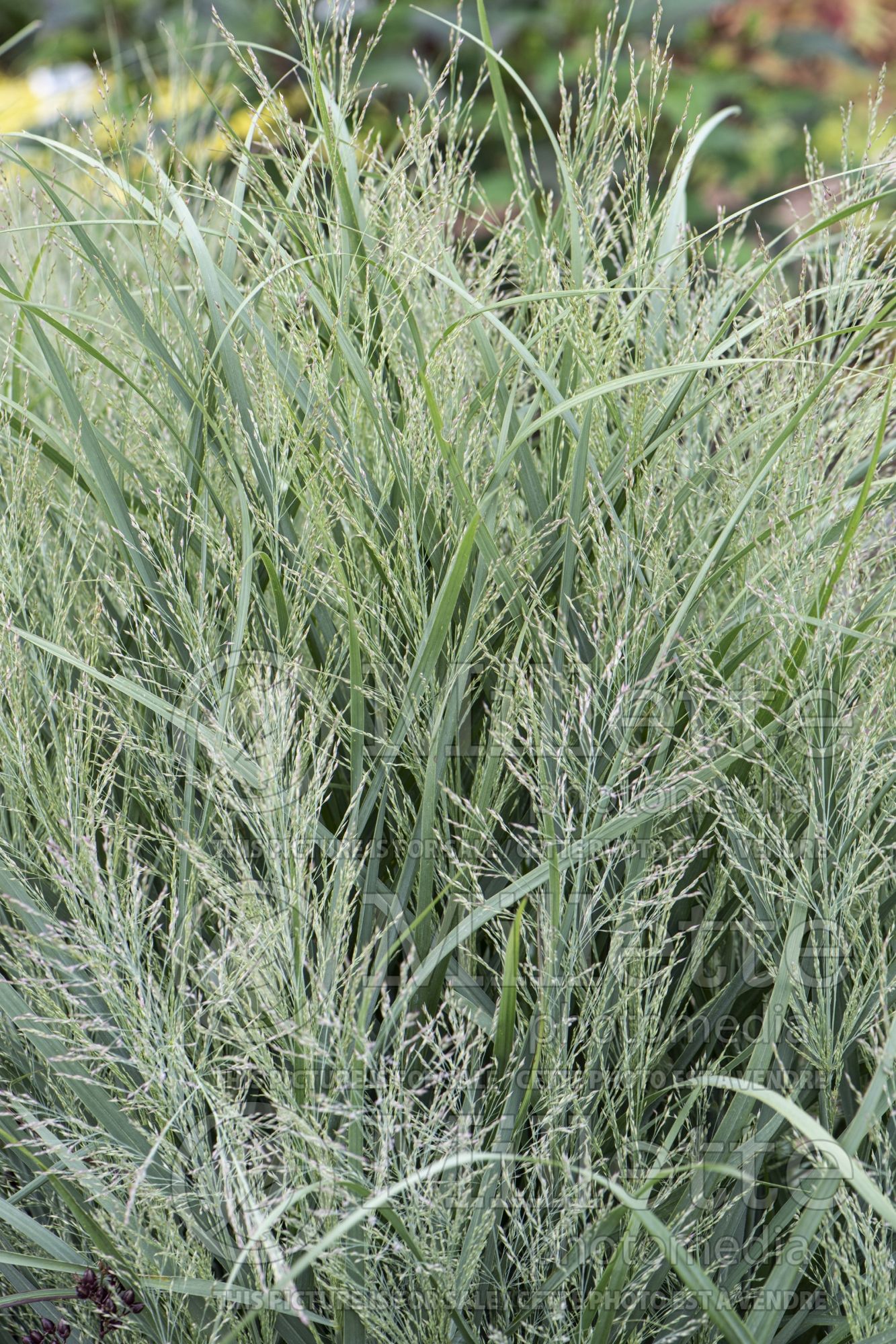 Panicum Gunsmoke (panic grass) 1