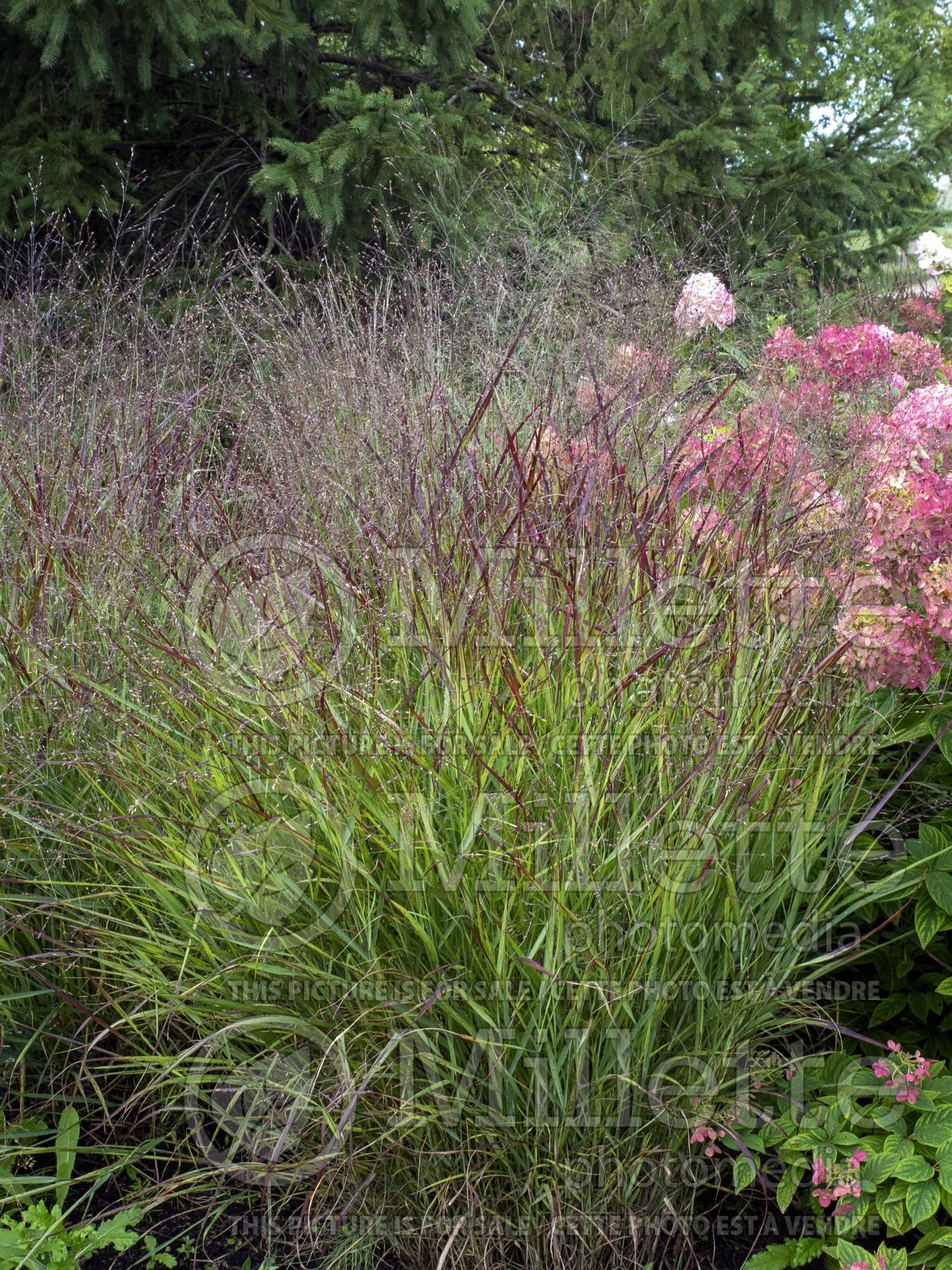 Panicum Red Sunset (panic grass) 1