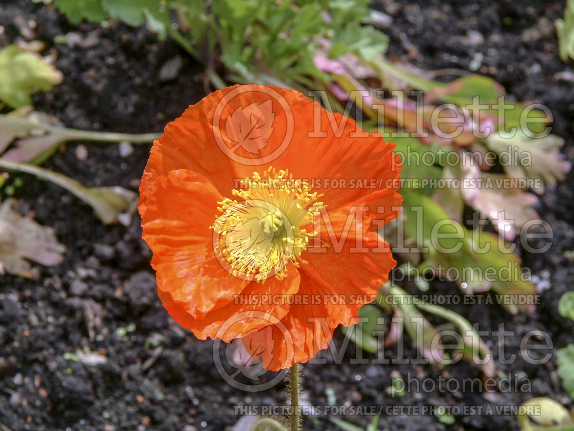 Papaver Champagne Bubble Oranges (Iceland Poppy) 1