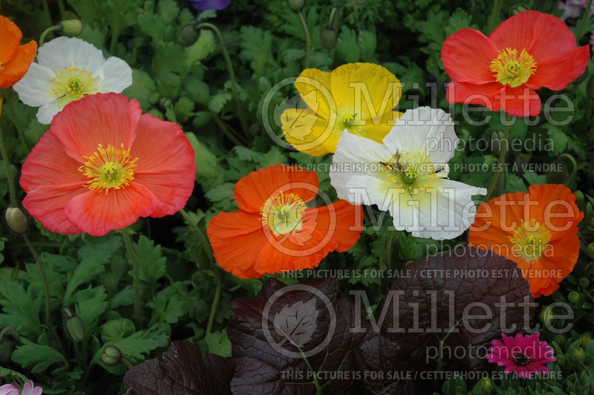 Papaver Wonderland Mix (Oriental poppy mix) 1