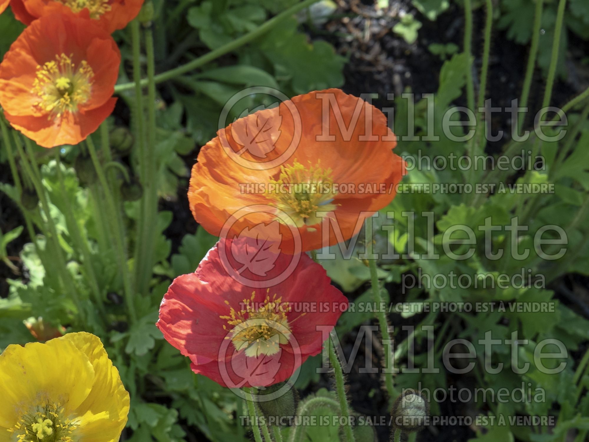 Papaver Wonderland Orange (Iceland Poppy) 1