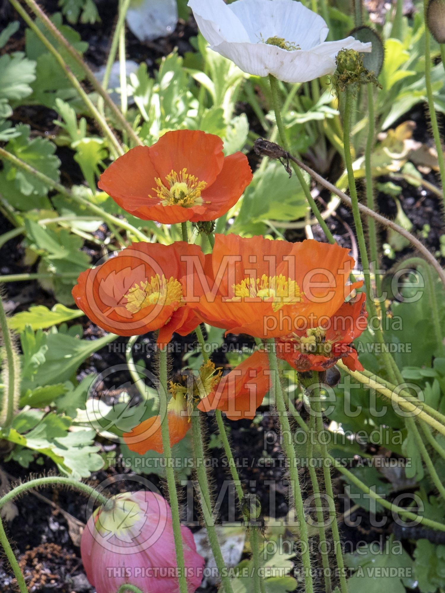 Papaver Wonderland Orange (Iceland Poppy) 2