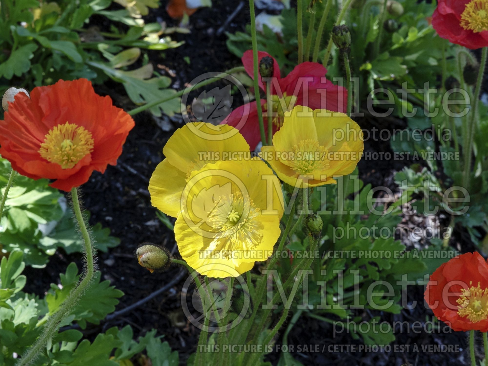 Papaver Wonderland Yellow (Iceland Poppy) 2